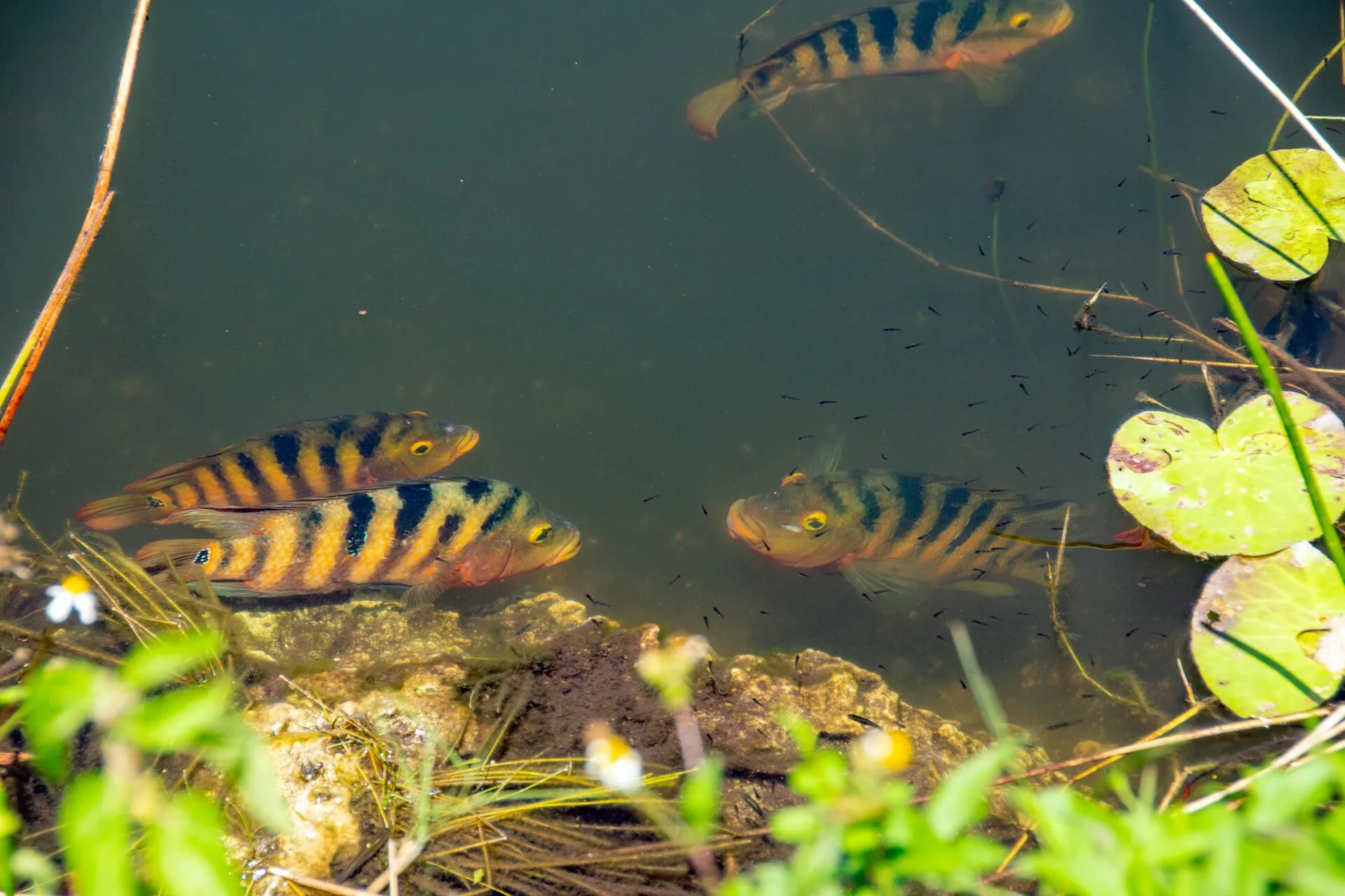 Mayan Cichlid aquarium photo