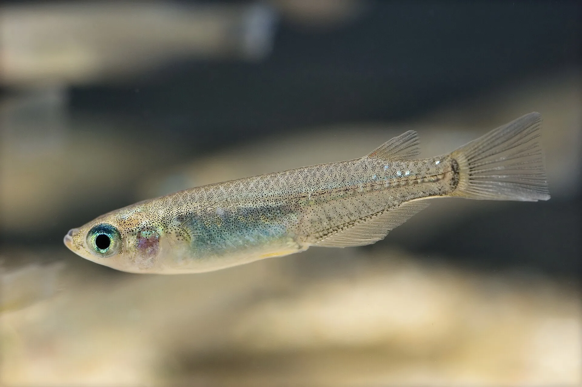 Medaka (Oryzias latipes)