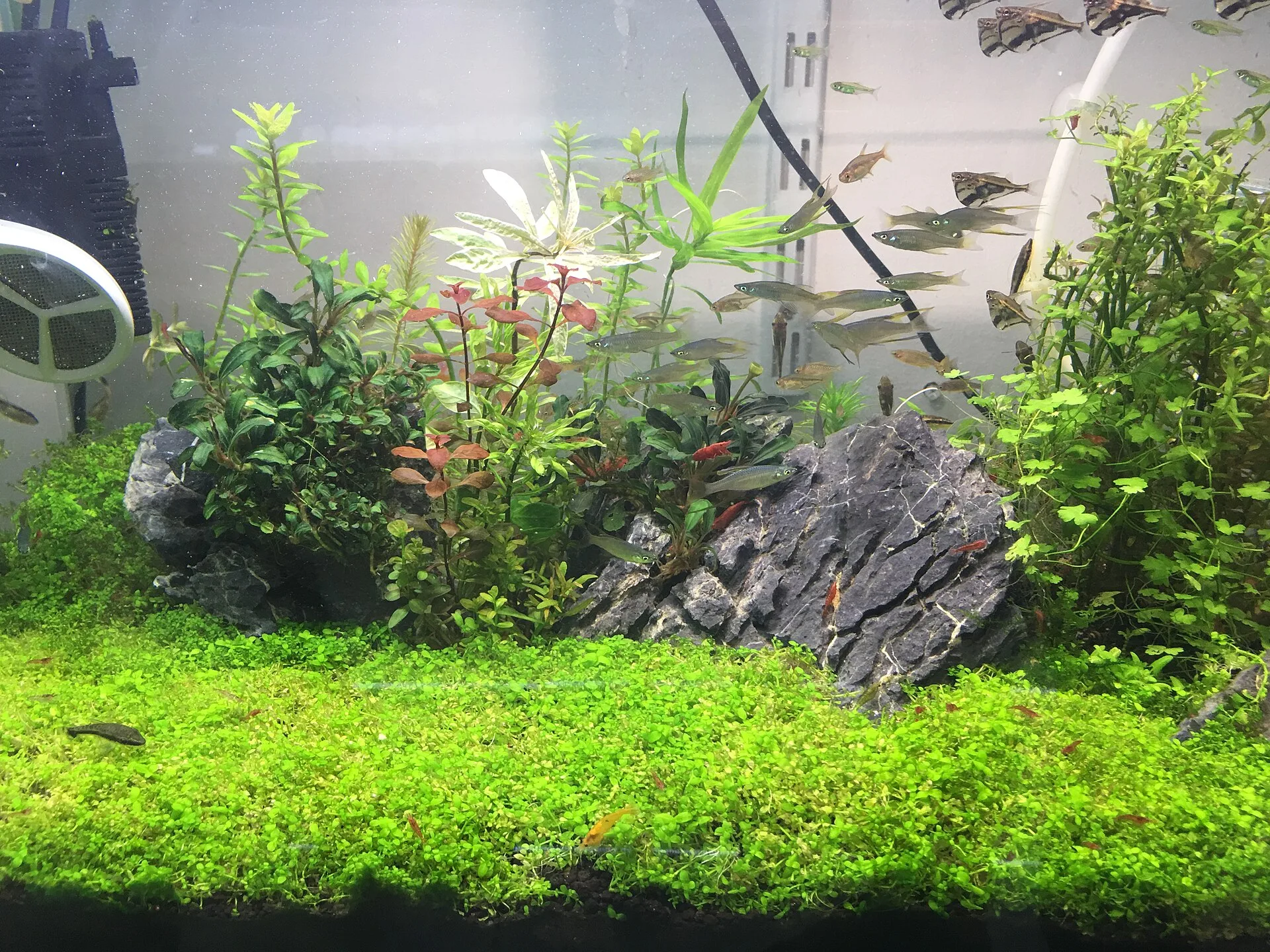 Monte Carlo (Micranthemum tweediei)