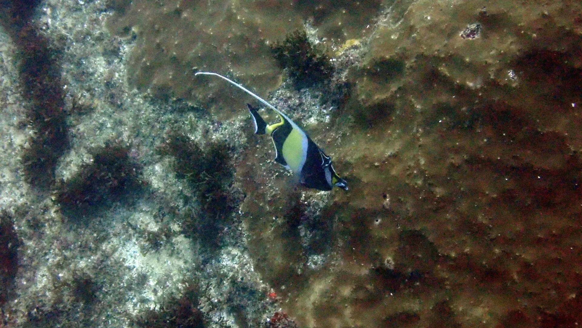 Moorish Idol aquarium photo