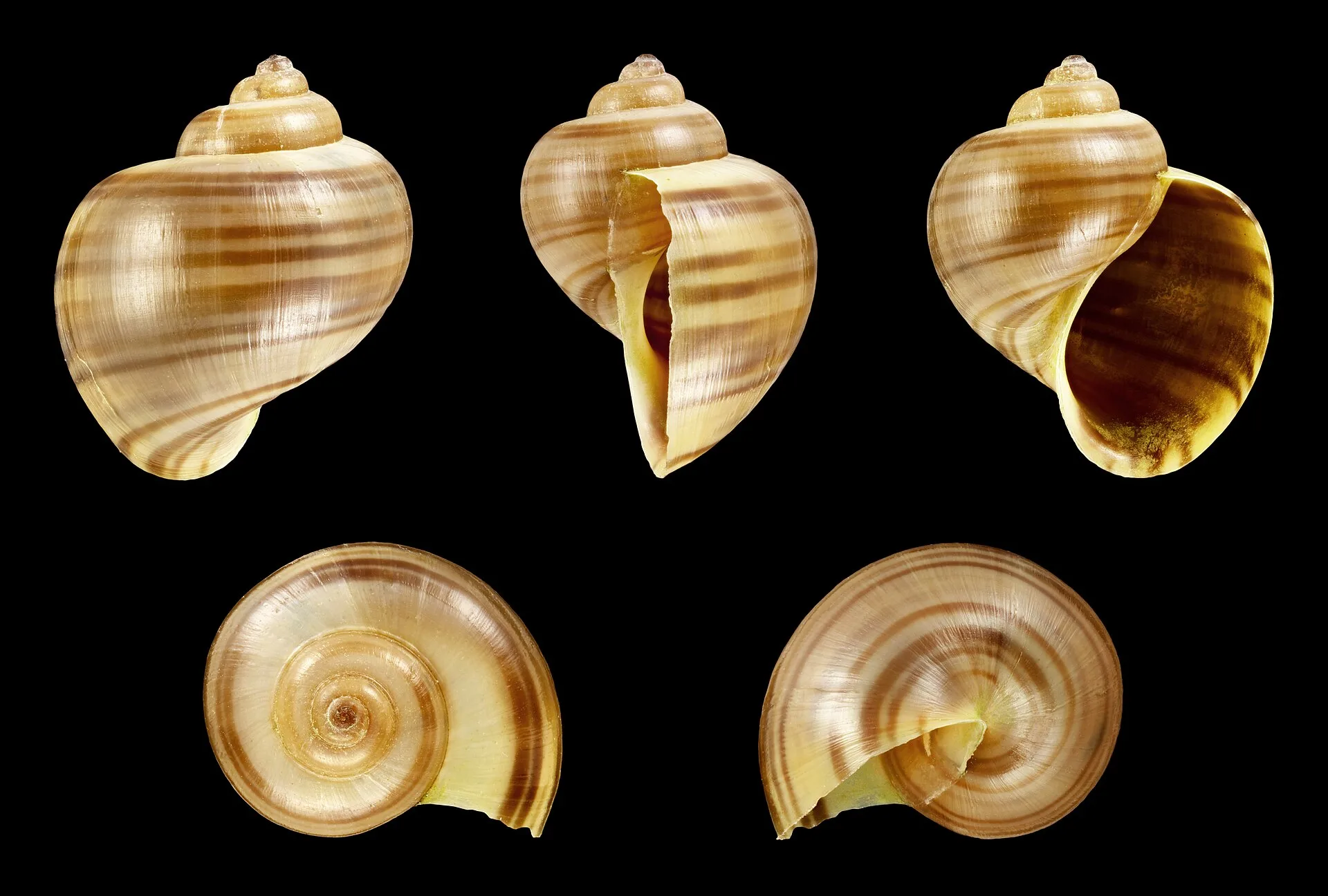 Mystery Snail in aquarium