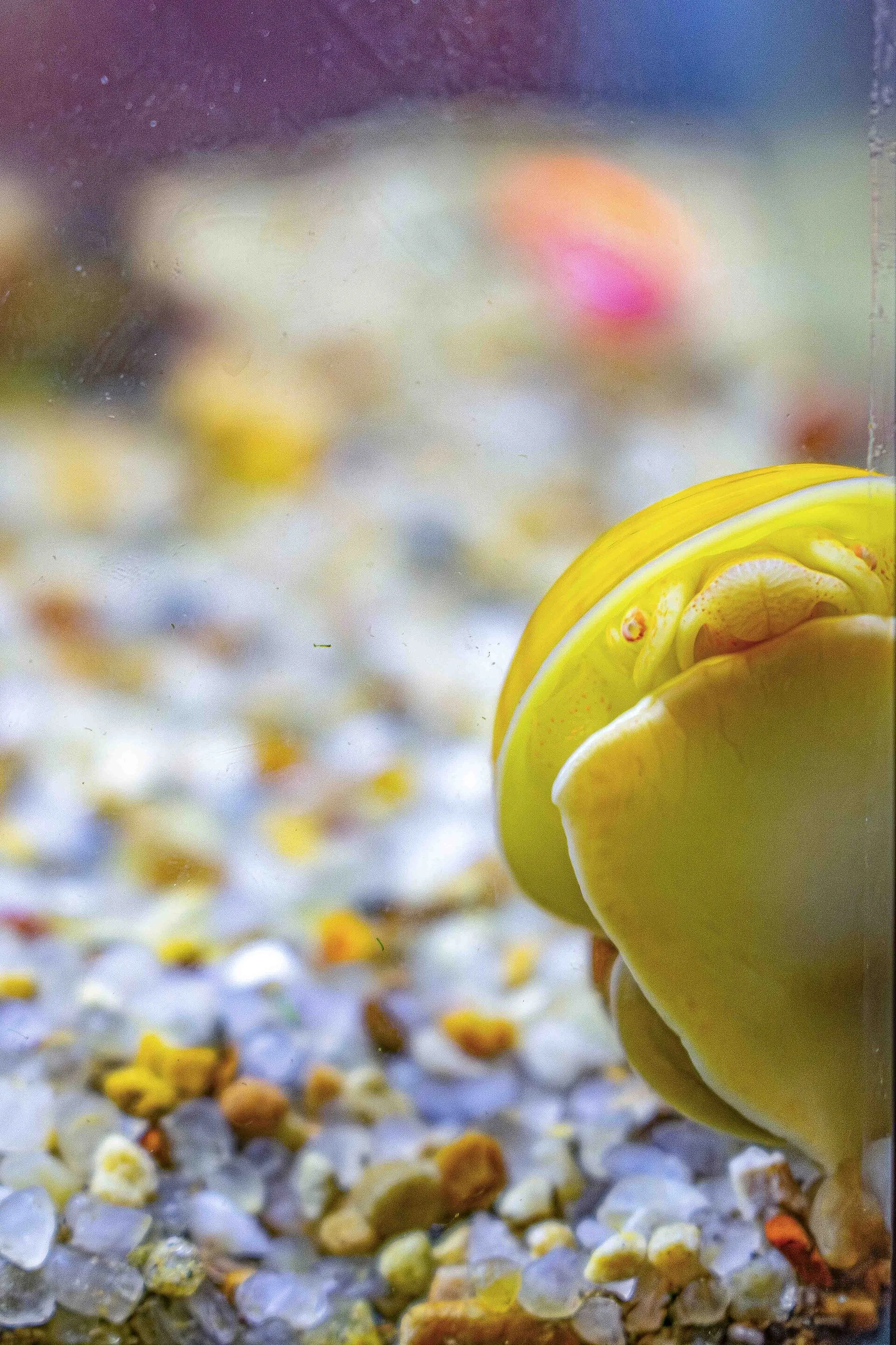 Mystery Snail natural colour and form