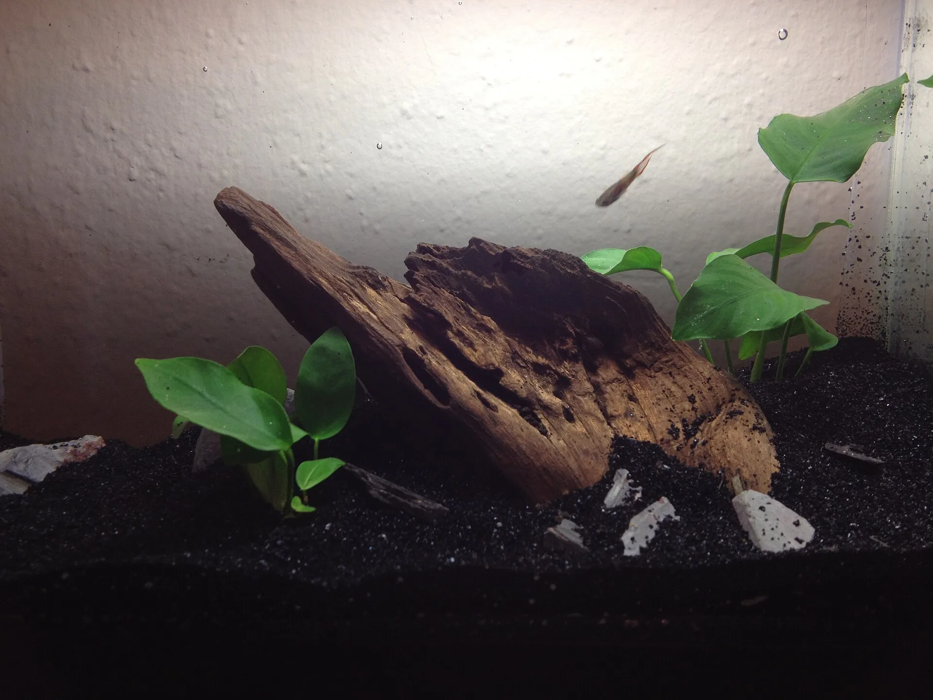 Freshwater nano aquarium aquascape