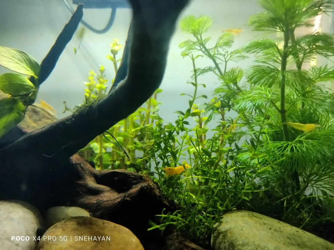 Small aquarium with careful hardscape