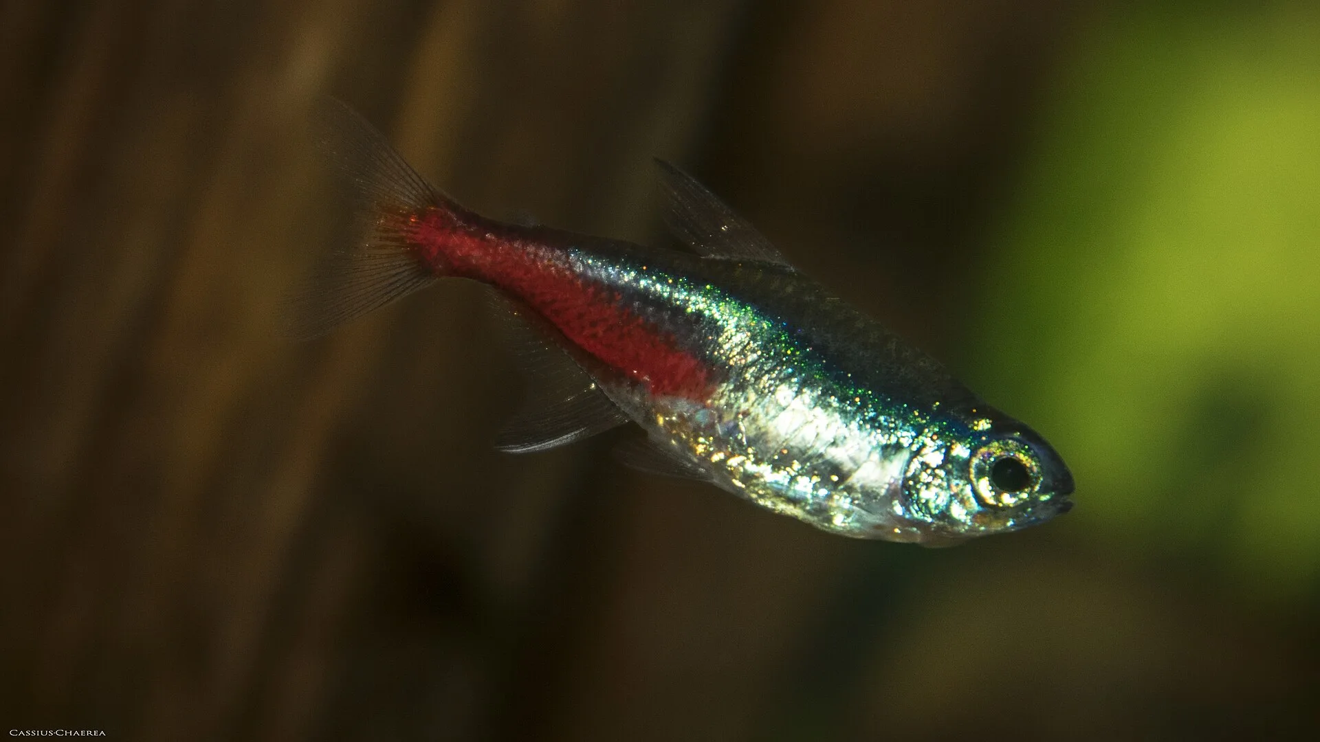 Neon Tetra aquarium photo