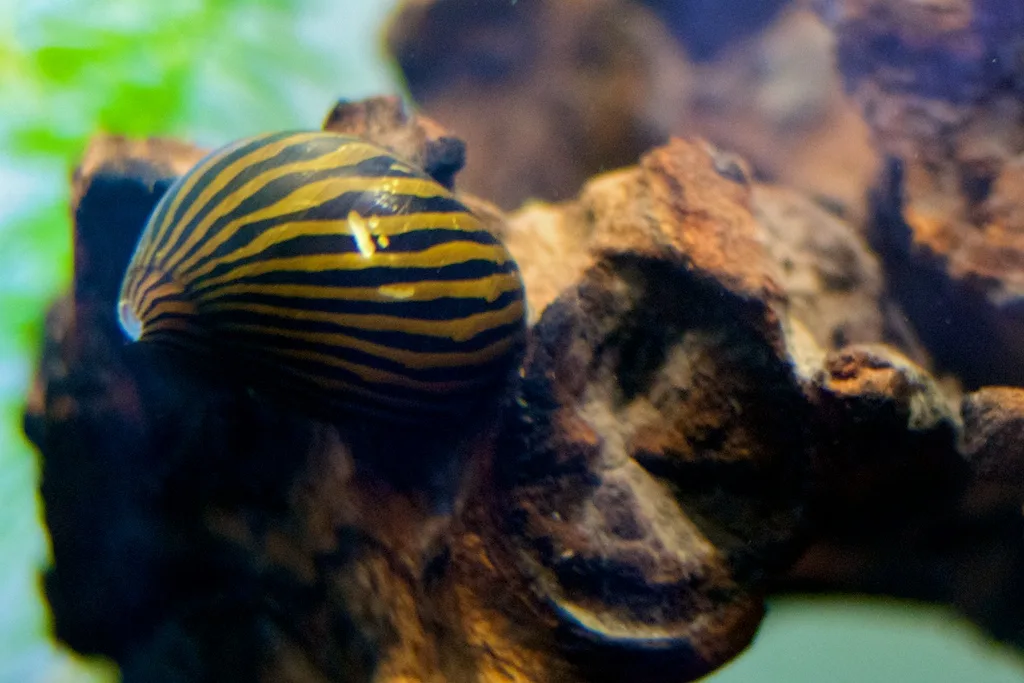 Nerite Snail in aquarium