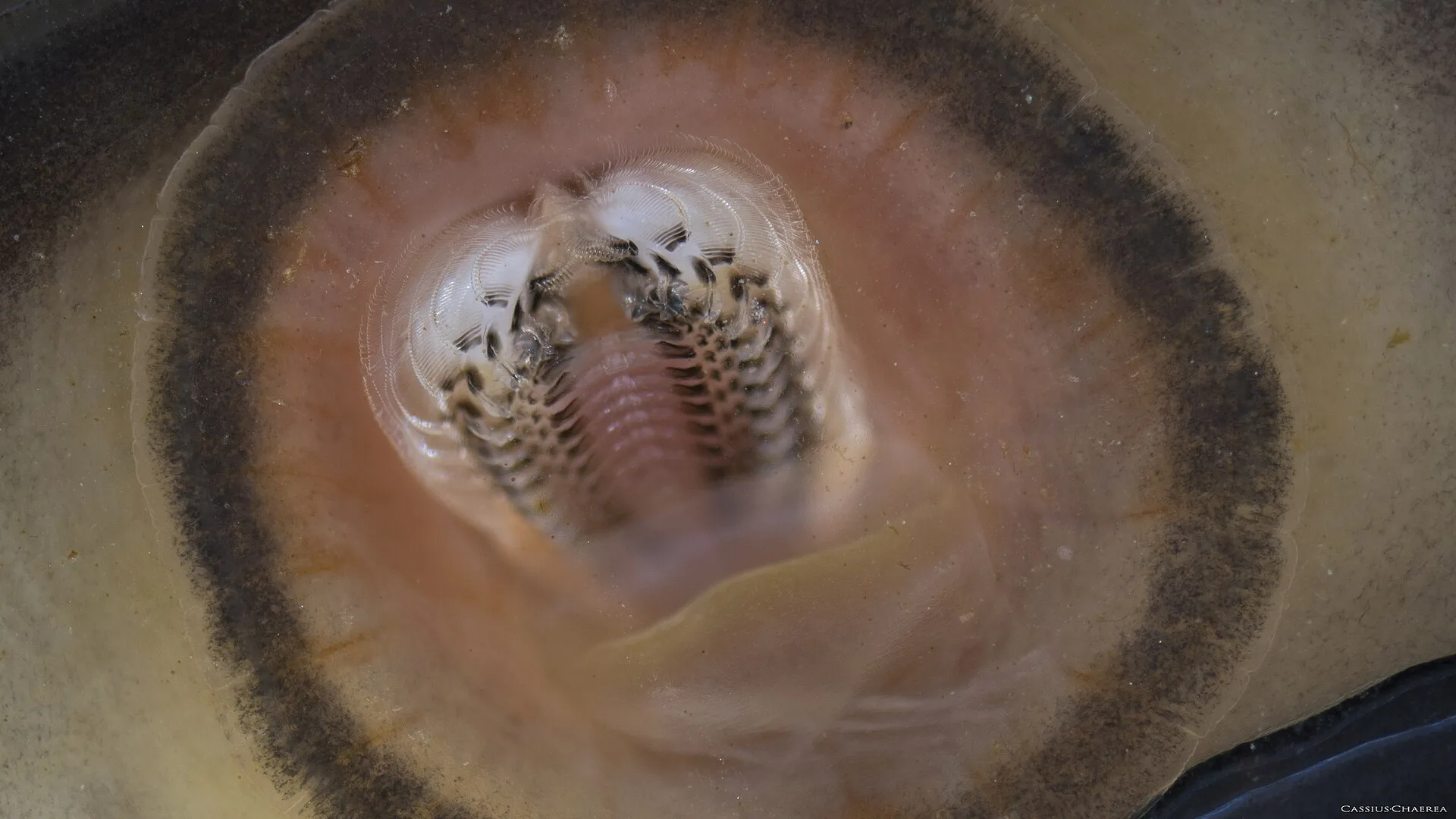 Nerite Snail natural colour and form