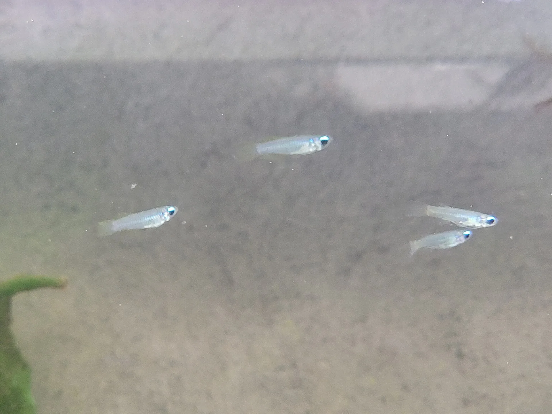 Norman’s Lampeye aquarium photo