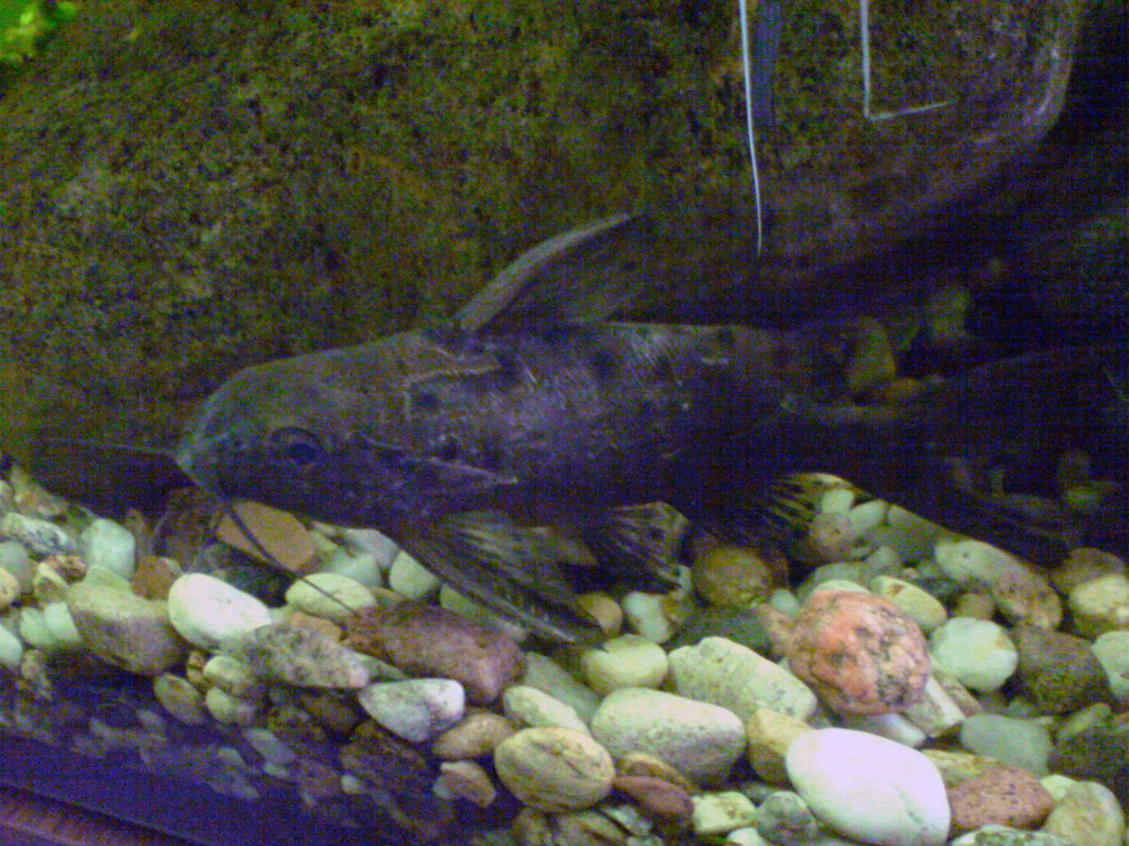 Ocellated Synodontis Catfish aquarium photo