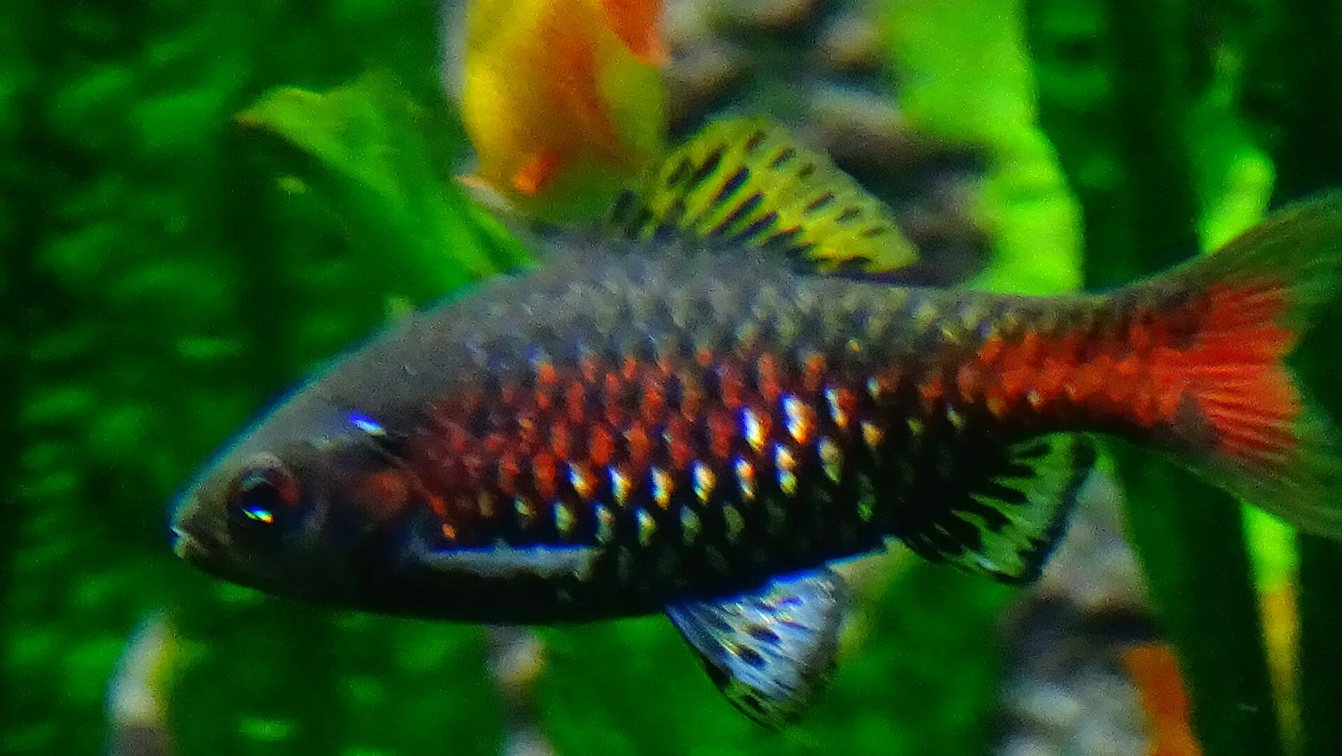 Odessa Barb in aquarium
