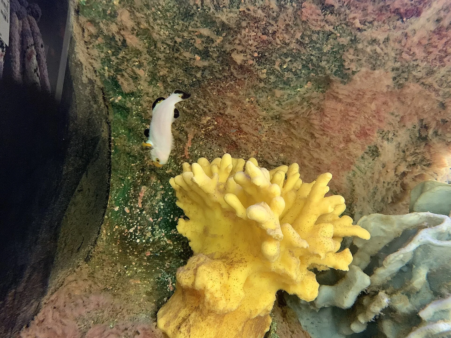 Orange Clownfish aquarium photo