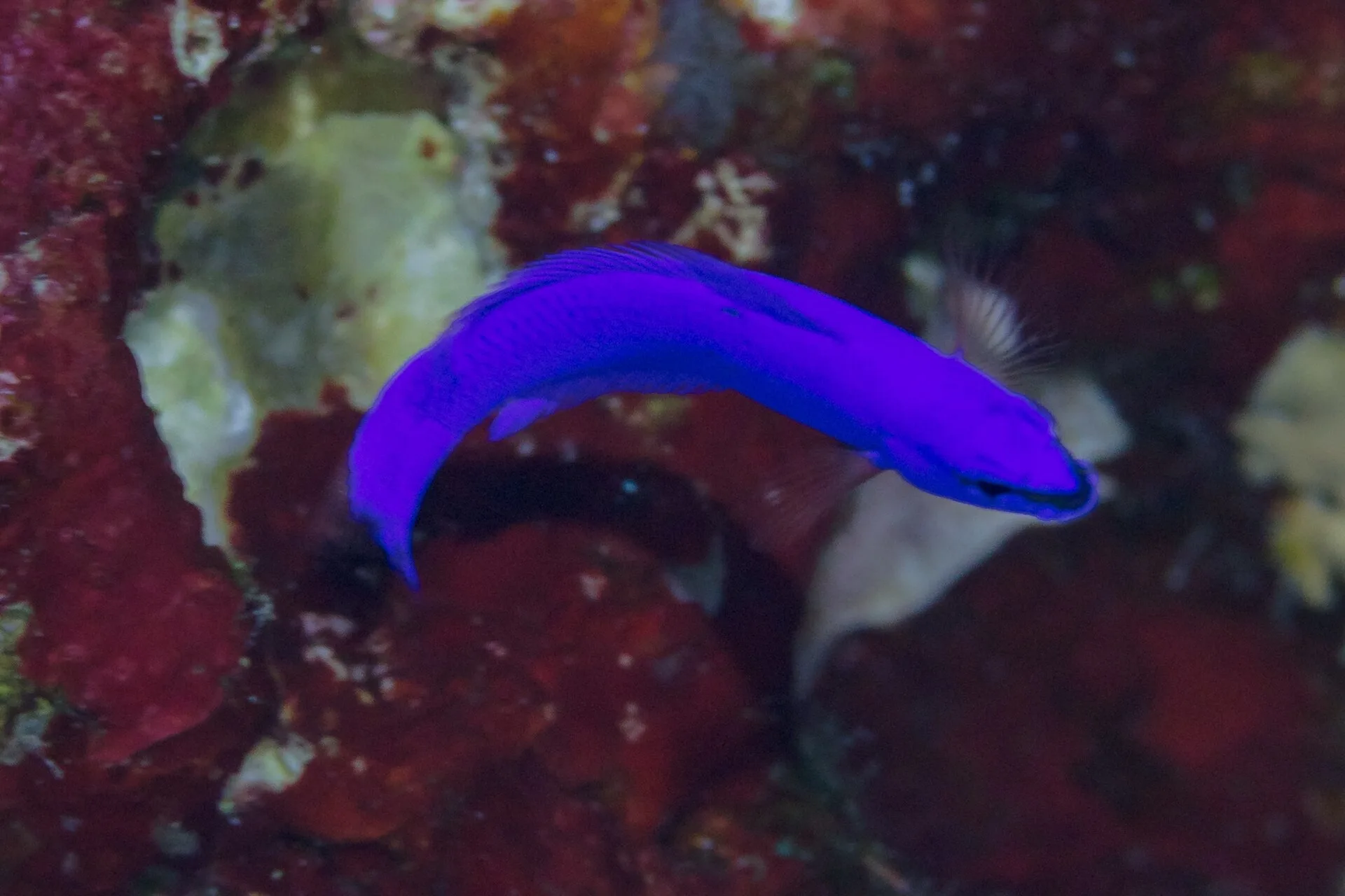 Orchid Dottyback showing natural colour