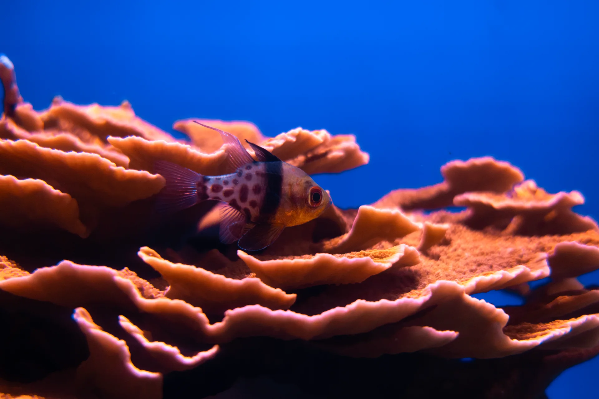 Pajama Cardinalfish aquarium photo