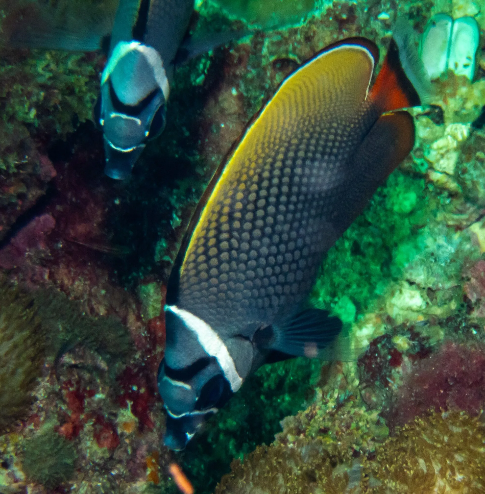 Pakistan Butterflyfish aquarium photo