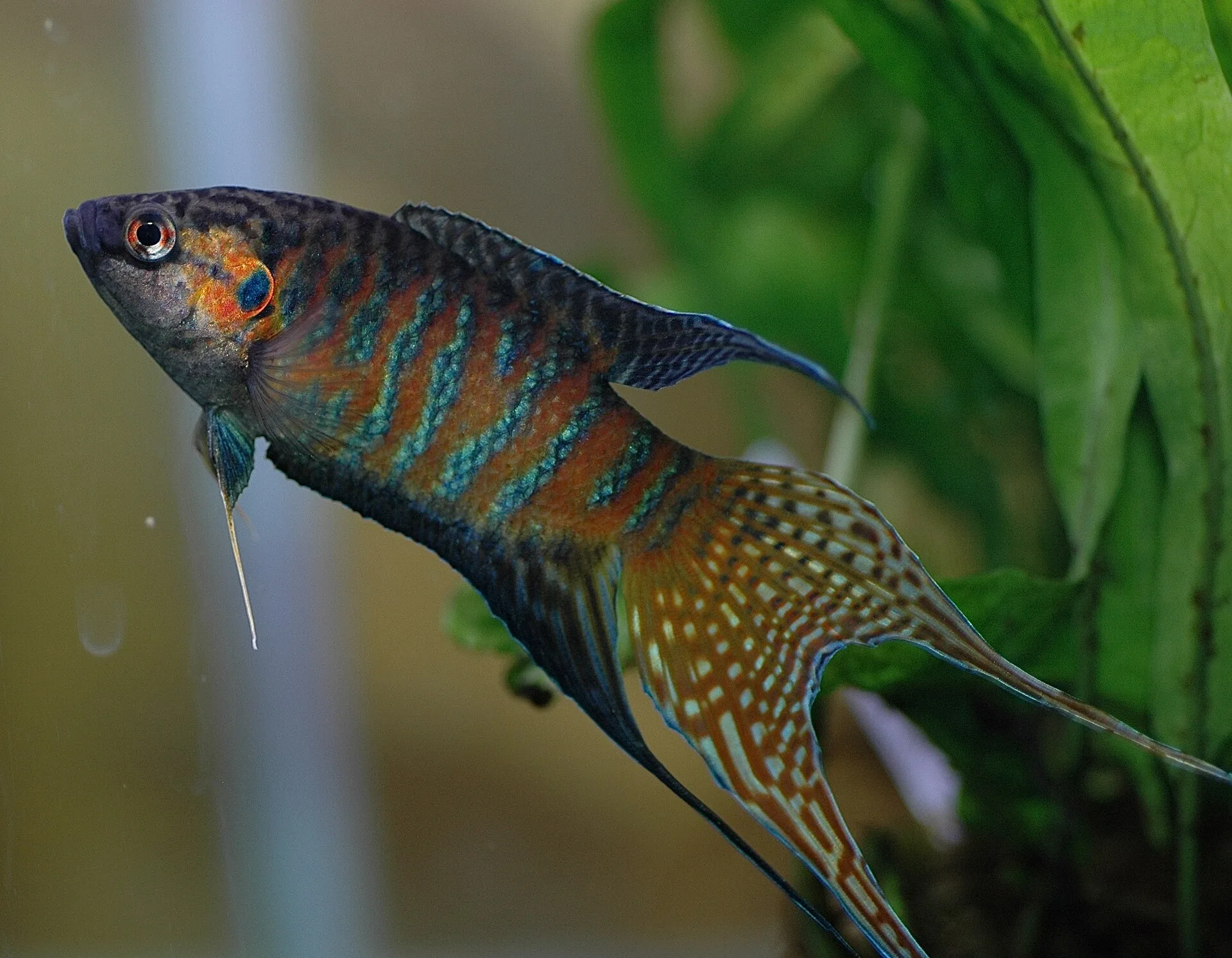 Paradise Fish in a freshwater aquarium