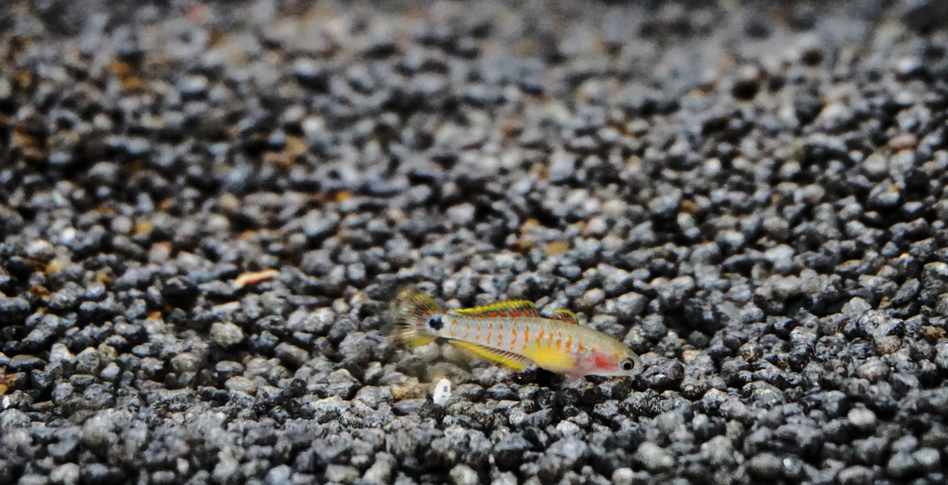 Peacock Gudgeon aquarium photo