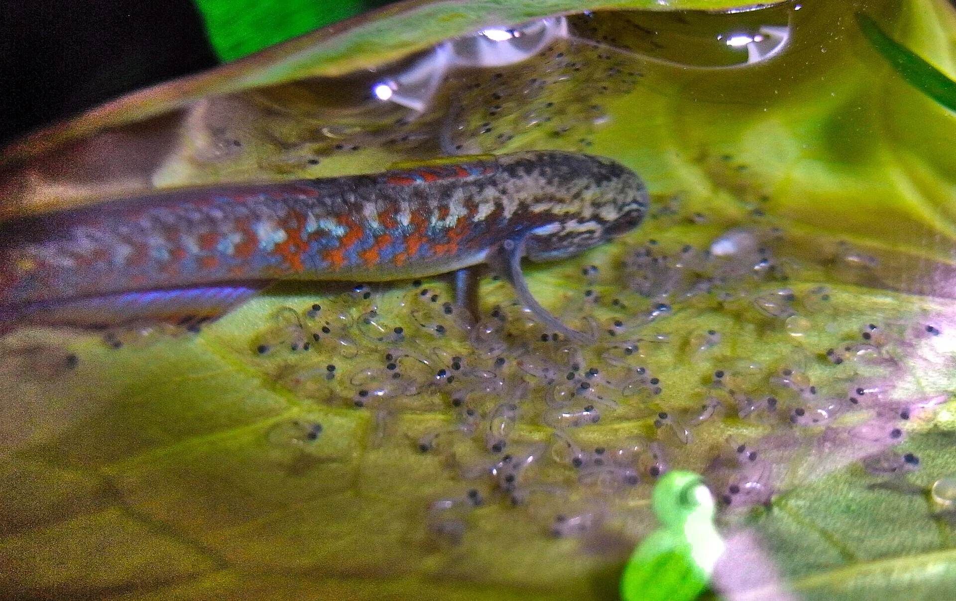Peacock Gudgeon aquarium photo