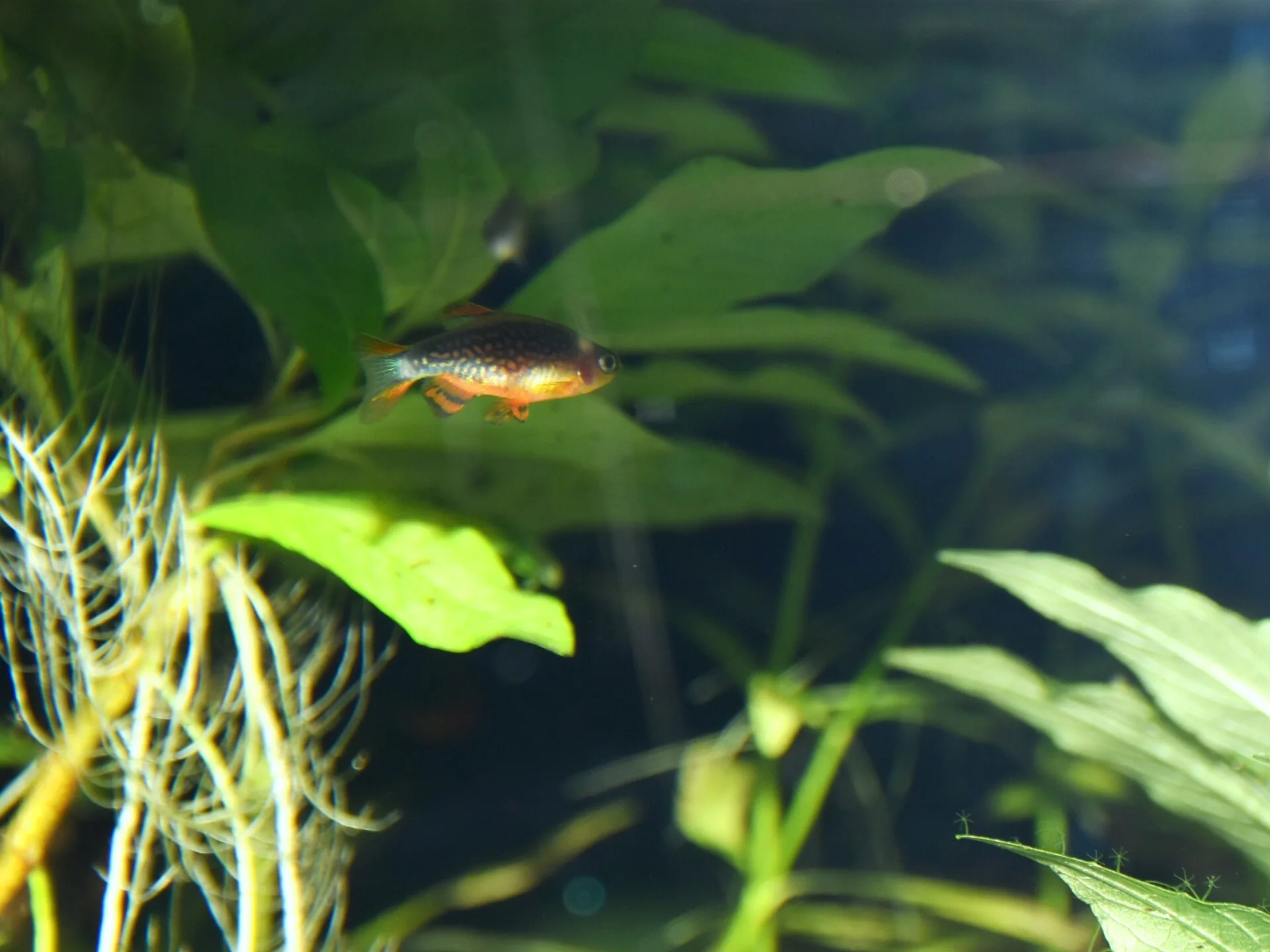 Pearl Danio in aquarium