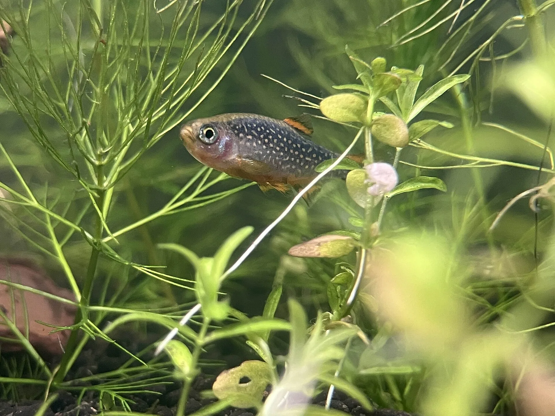 Close view of Pearl Danio (Danio albolineatus)