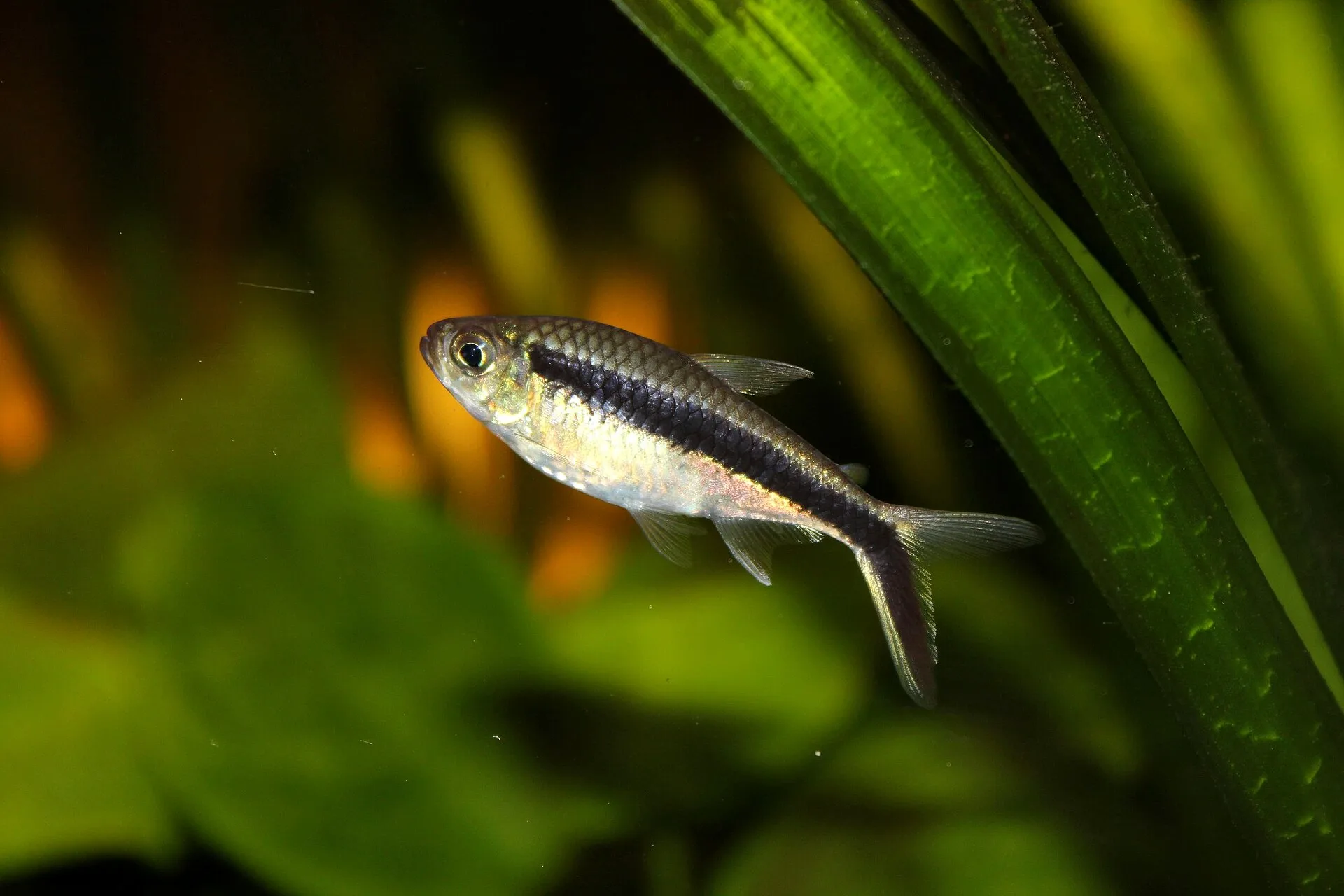 Penguin Tetra showing natural colour and shape