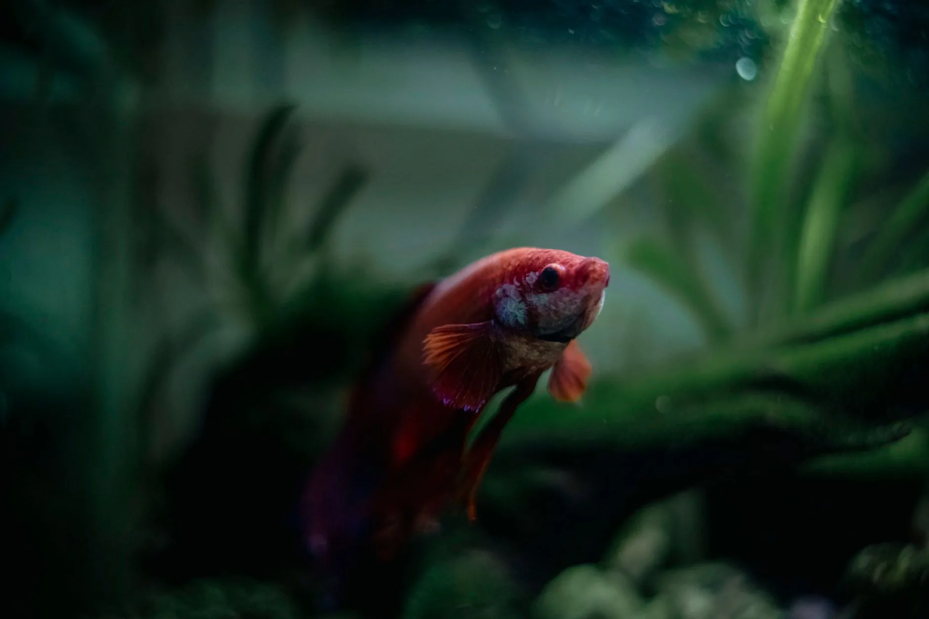 Close up of a colorful Betta fish swimming in a Sri Lankan aquarium, showcasing vivid colors and aquatic plants.