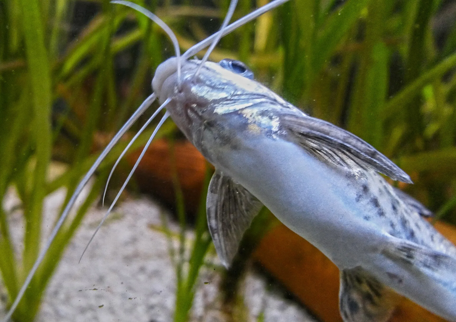 Pictus Catfish (Pimelodus pictus)