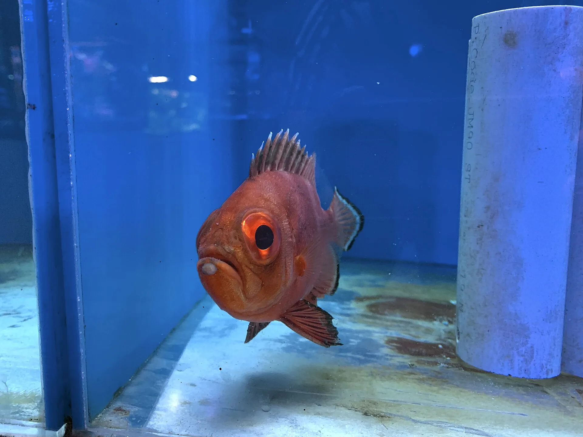 Popeye Disease in Fish
