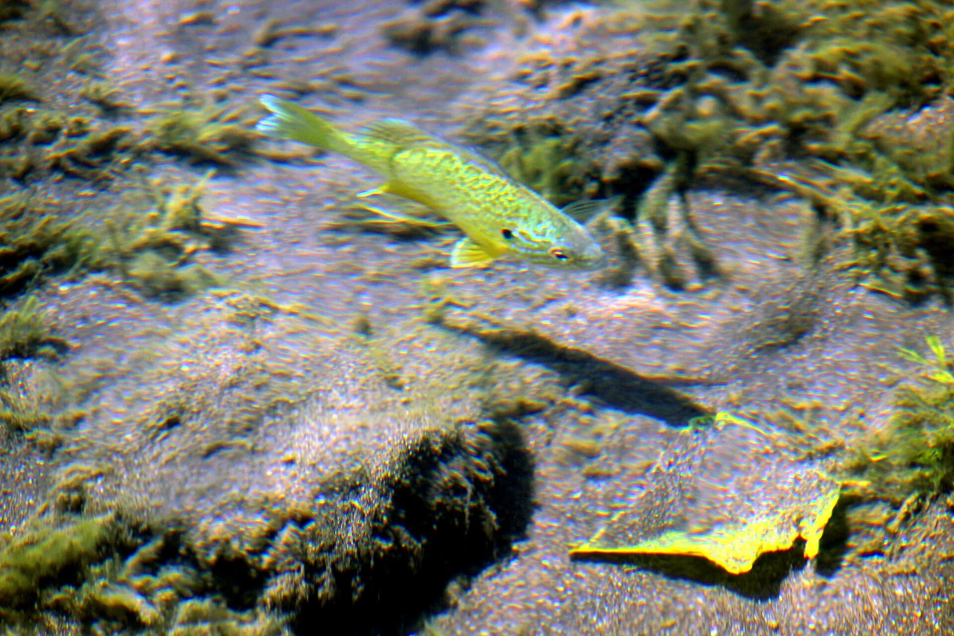 Pumpkinseed Sunfish (Lepomis gibbosus)