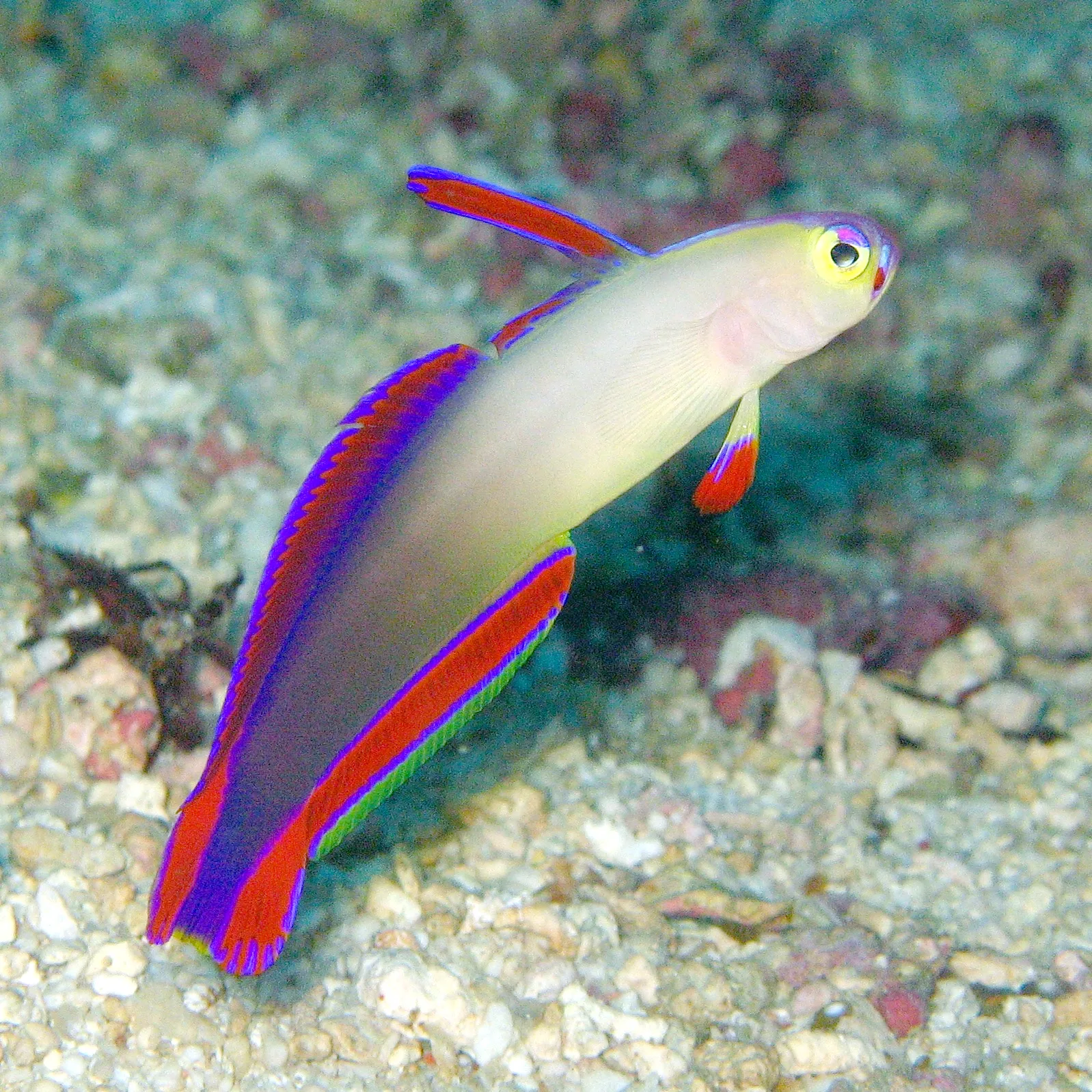 Purple Firefish in aquarium