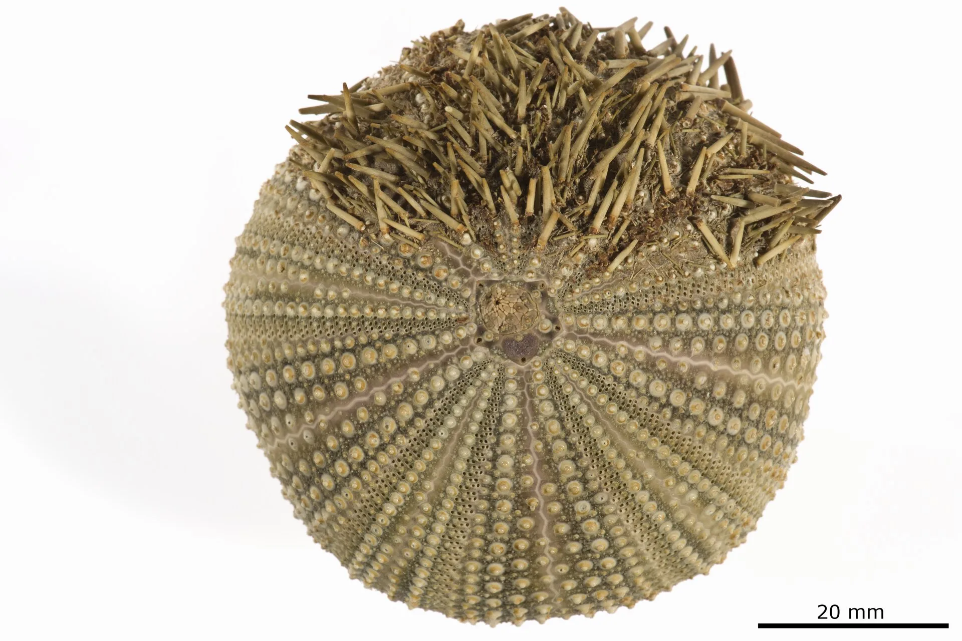 Purple Short Spine Pincushion Urchin aquarium photo