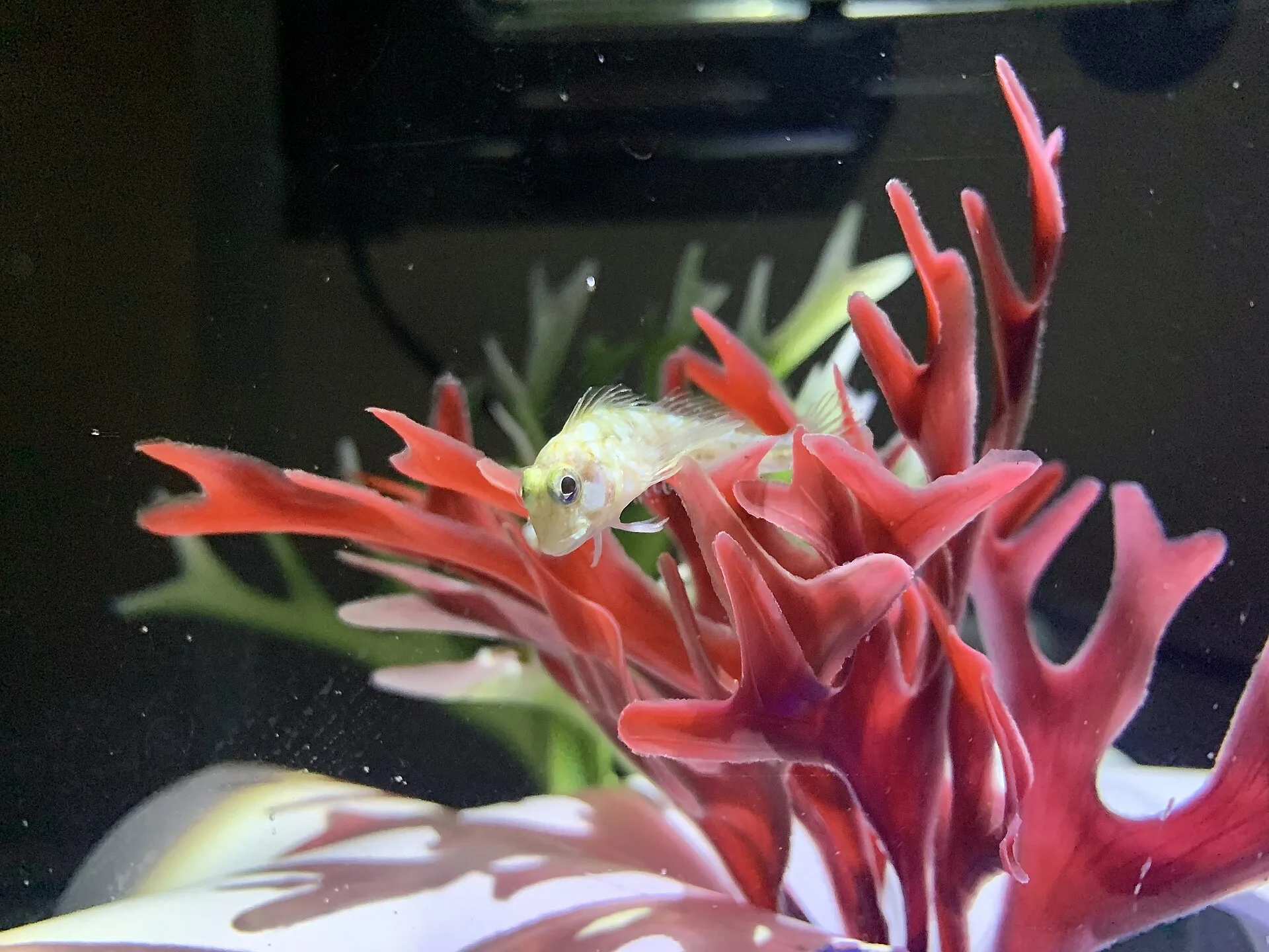 How to Set Up a Quarantine Tank for New Fish