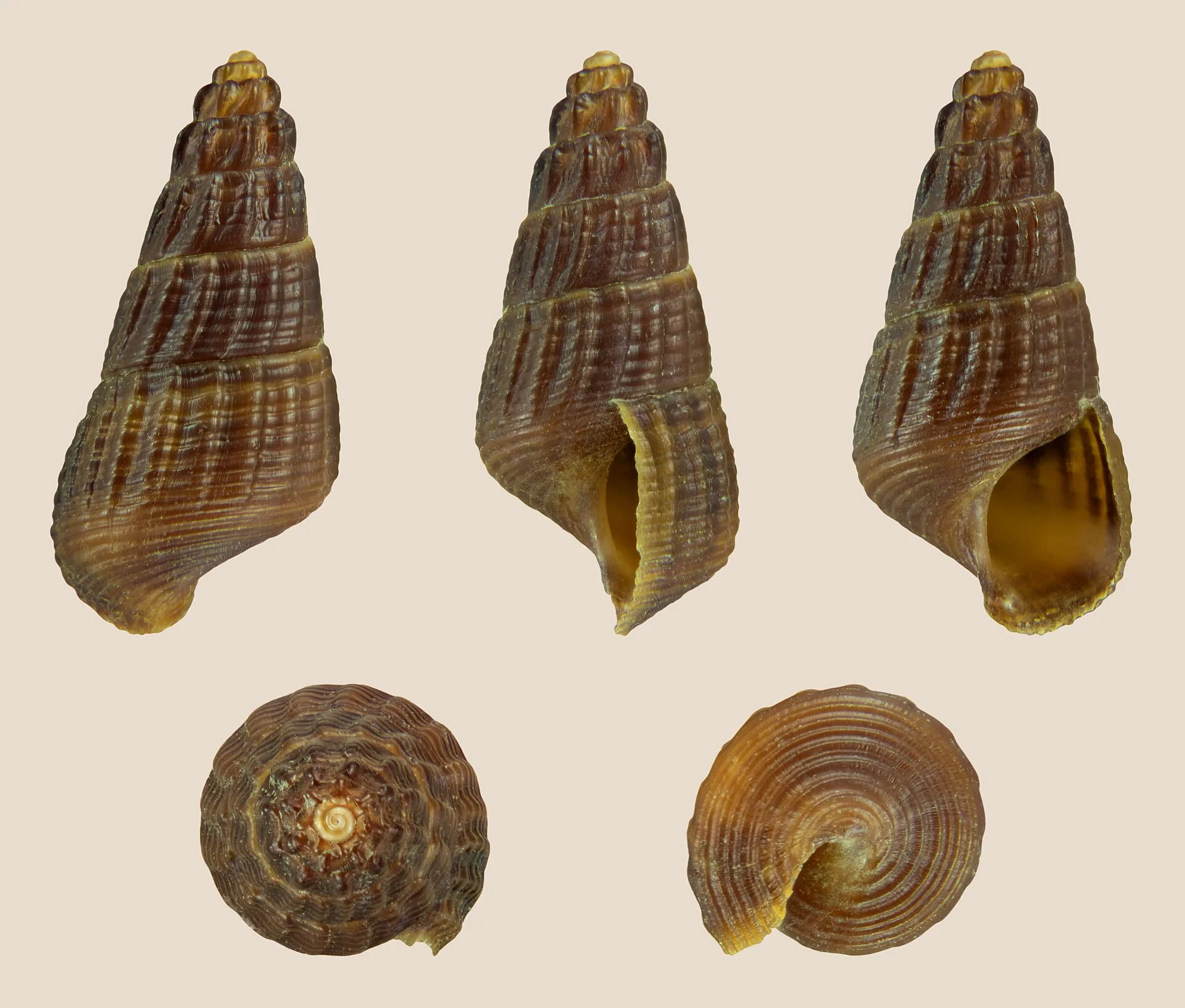 Rabbit Snail (Tylomelania sp.)