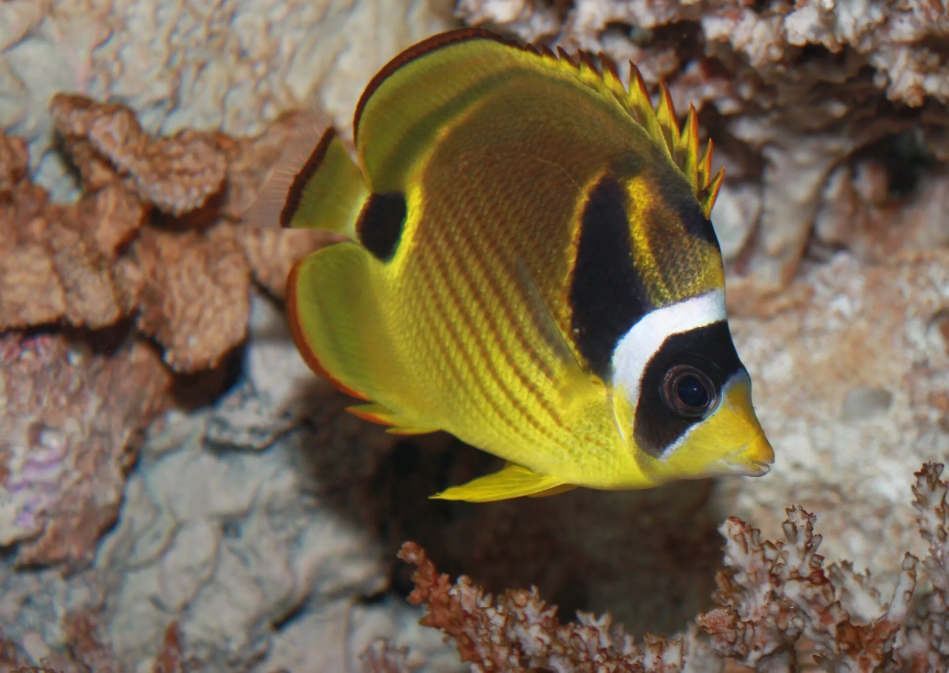 Raccoon Butterflyfish (Chaetodon lunula)