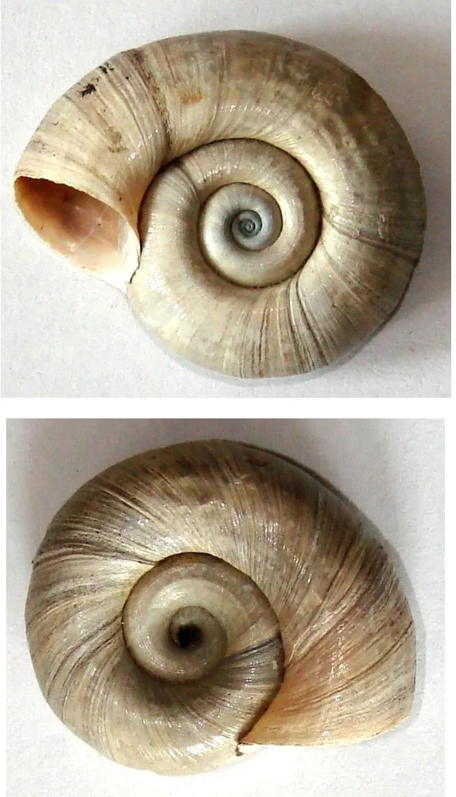 Ramshorn Snail (Planorbella / Planorbarius spp.)