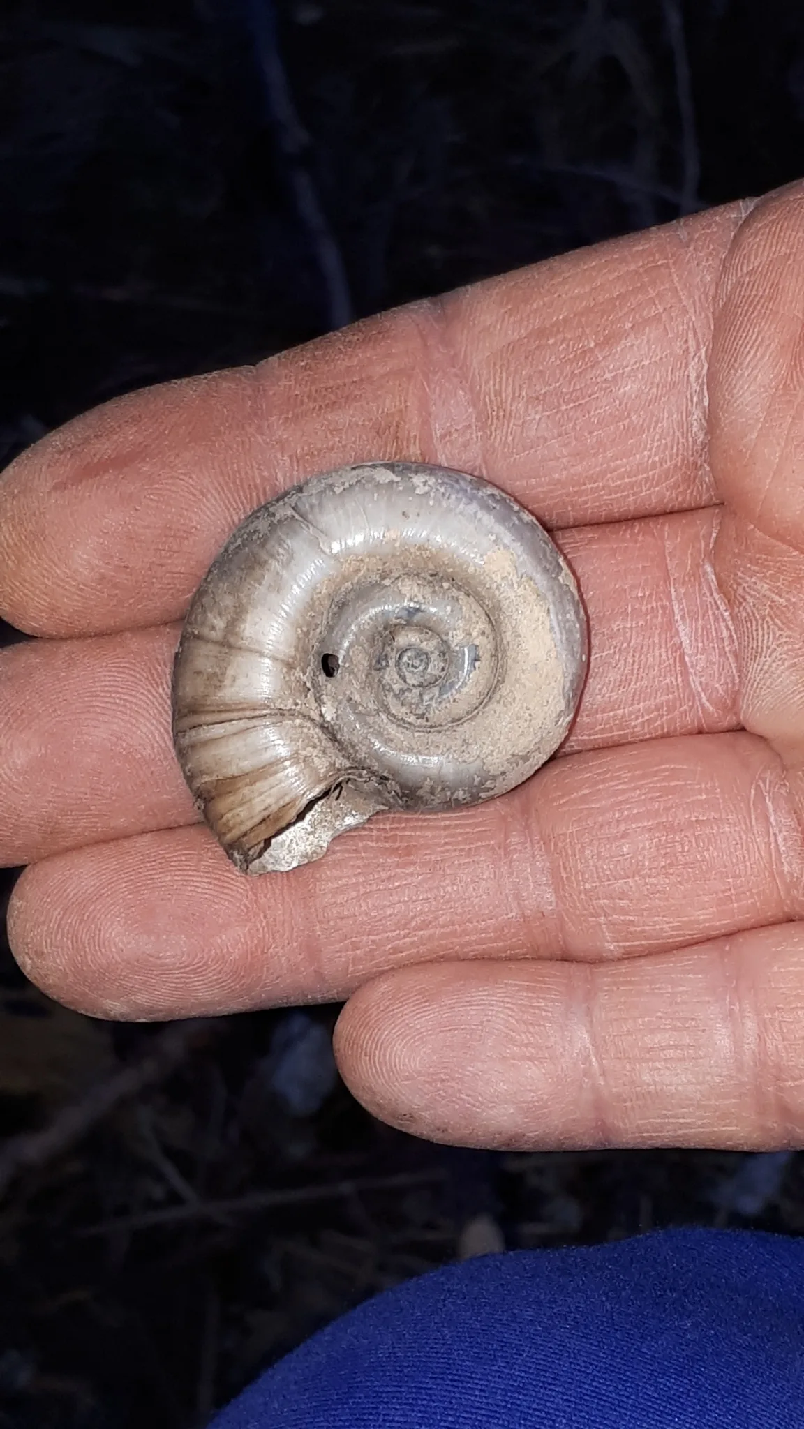 Close-up of Ramshorn Snail