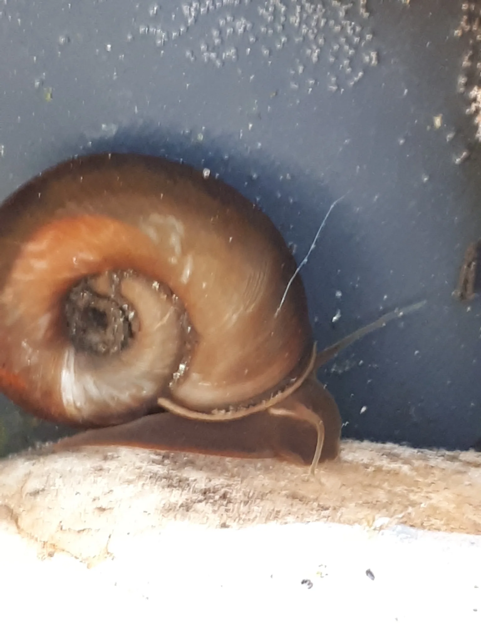 Ramshorn Snail behaviour and natural posture