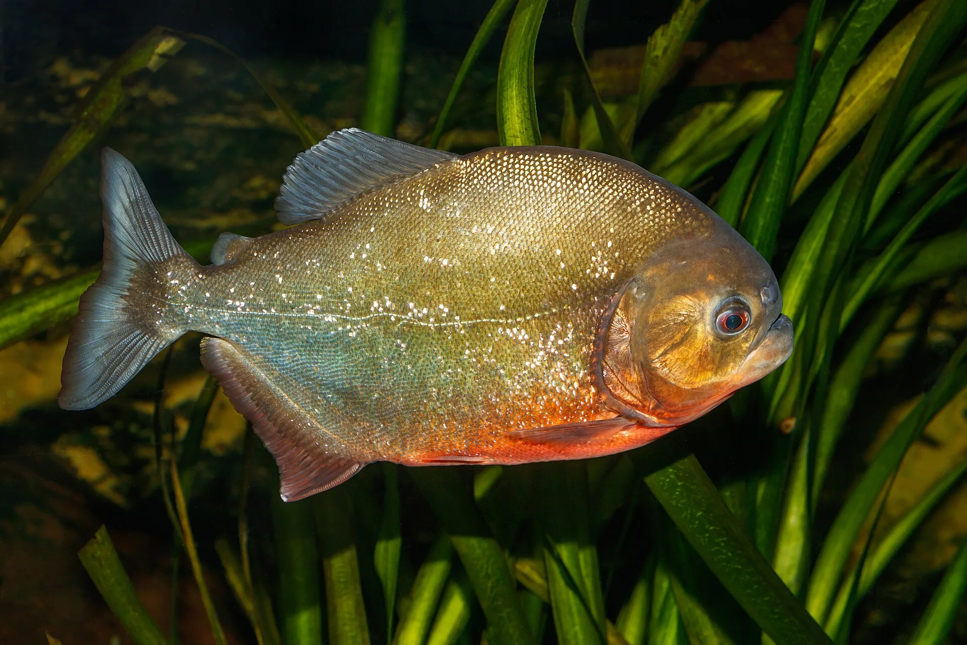 Red-Bellied Piranha aquarium photo