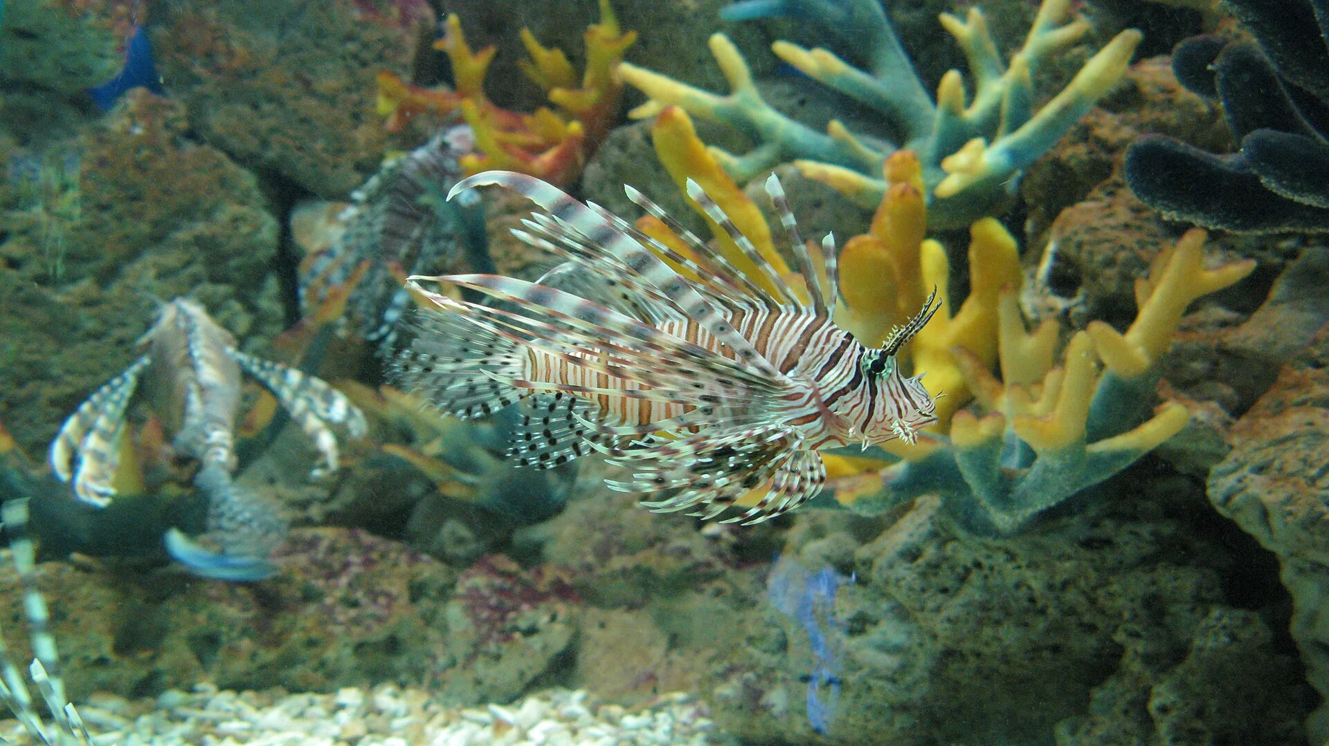 Red Lionfish aquarium photo