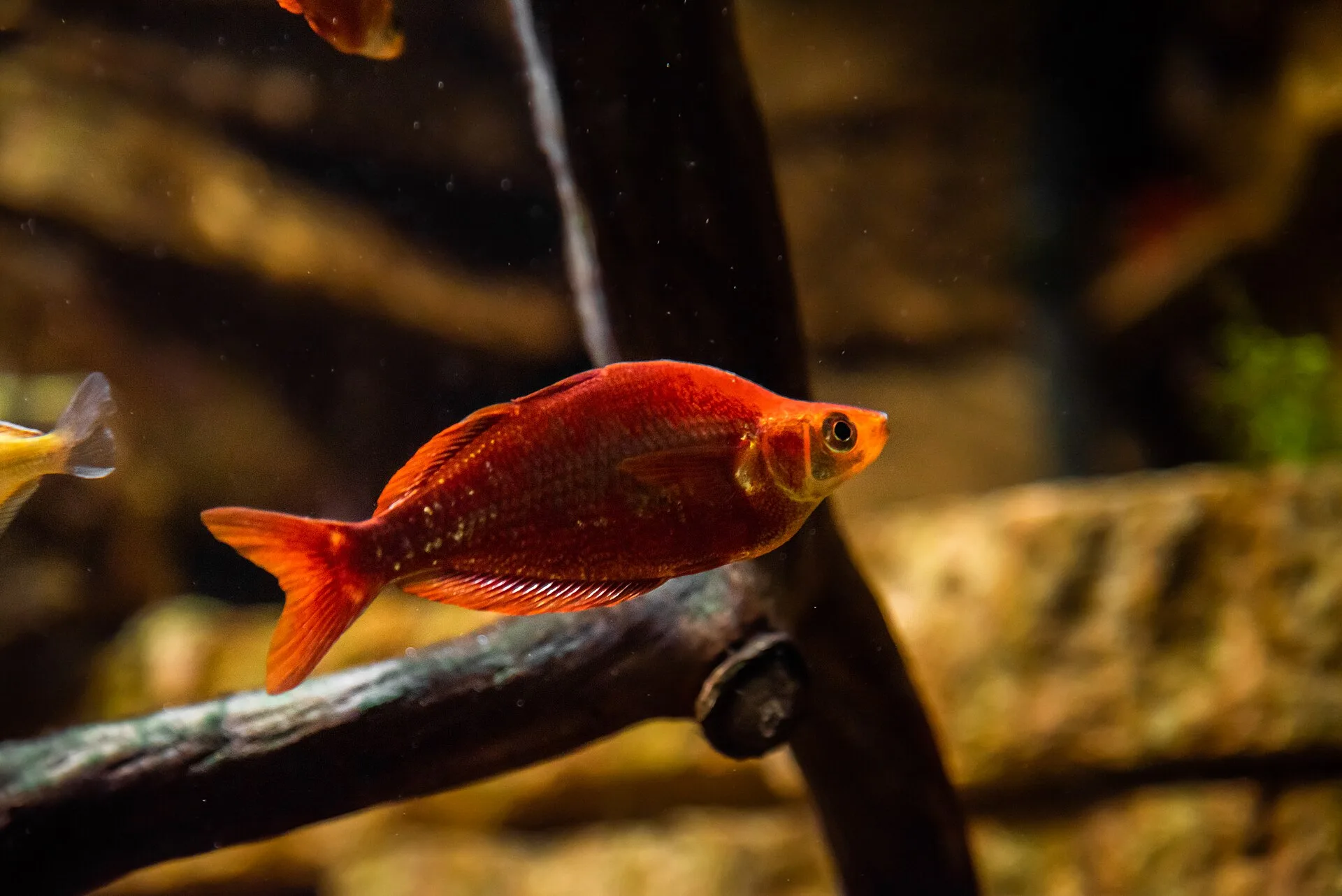 Red Metallic Rainbow aquarium photo