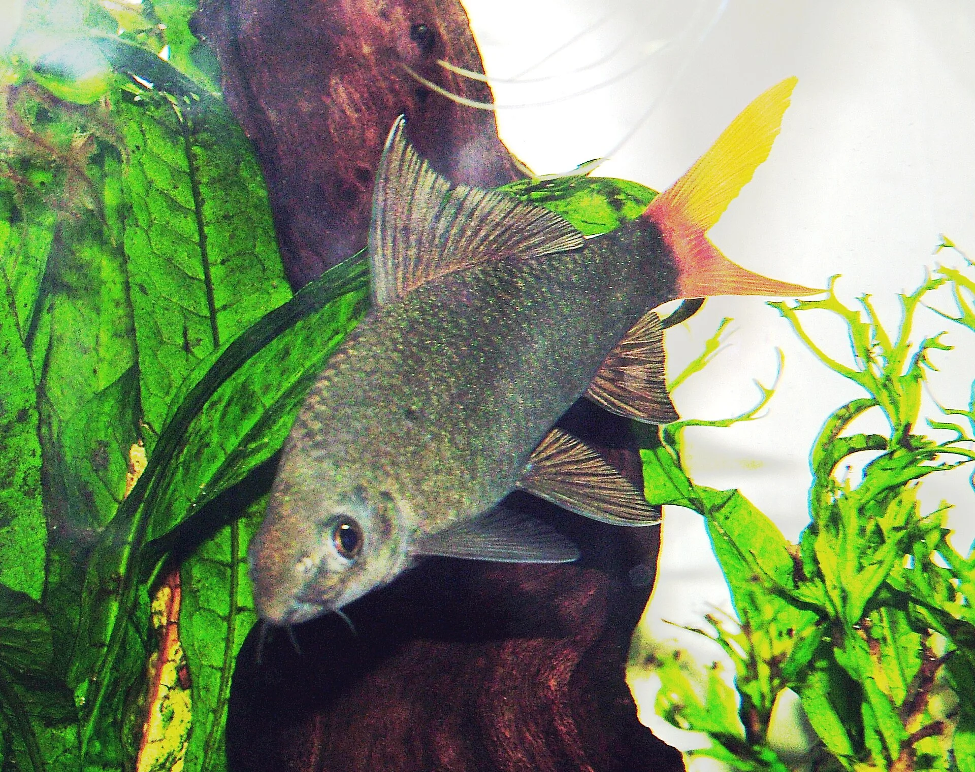Red-tailed Black Shark aquarium photo