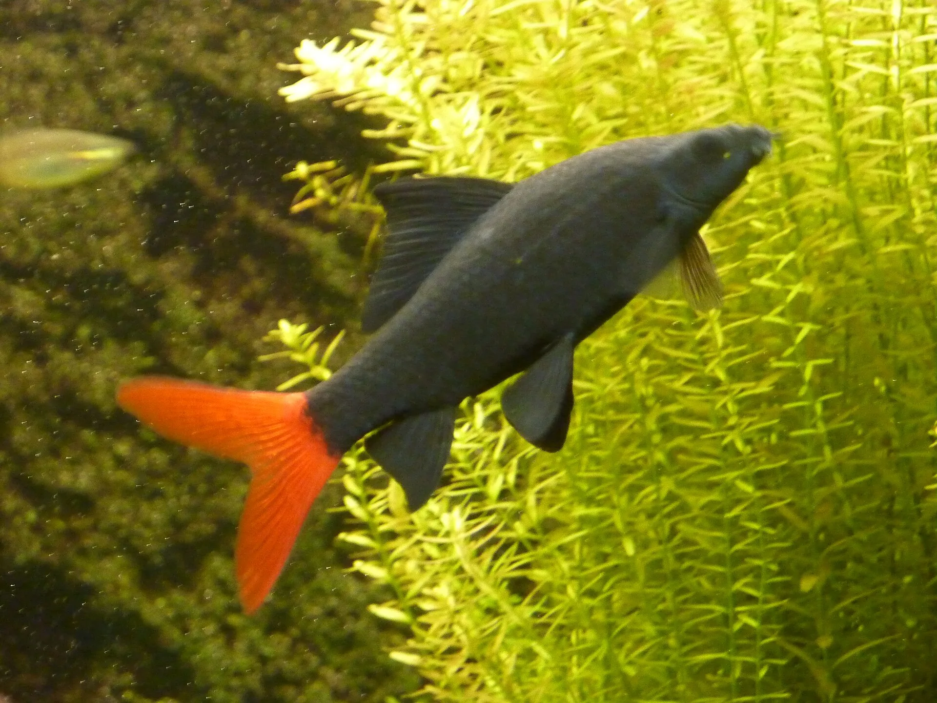Red-tailed Black Shark aquarium photo