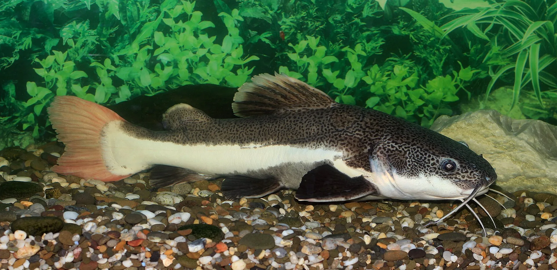 Redtail Catfish aquarium photo