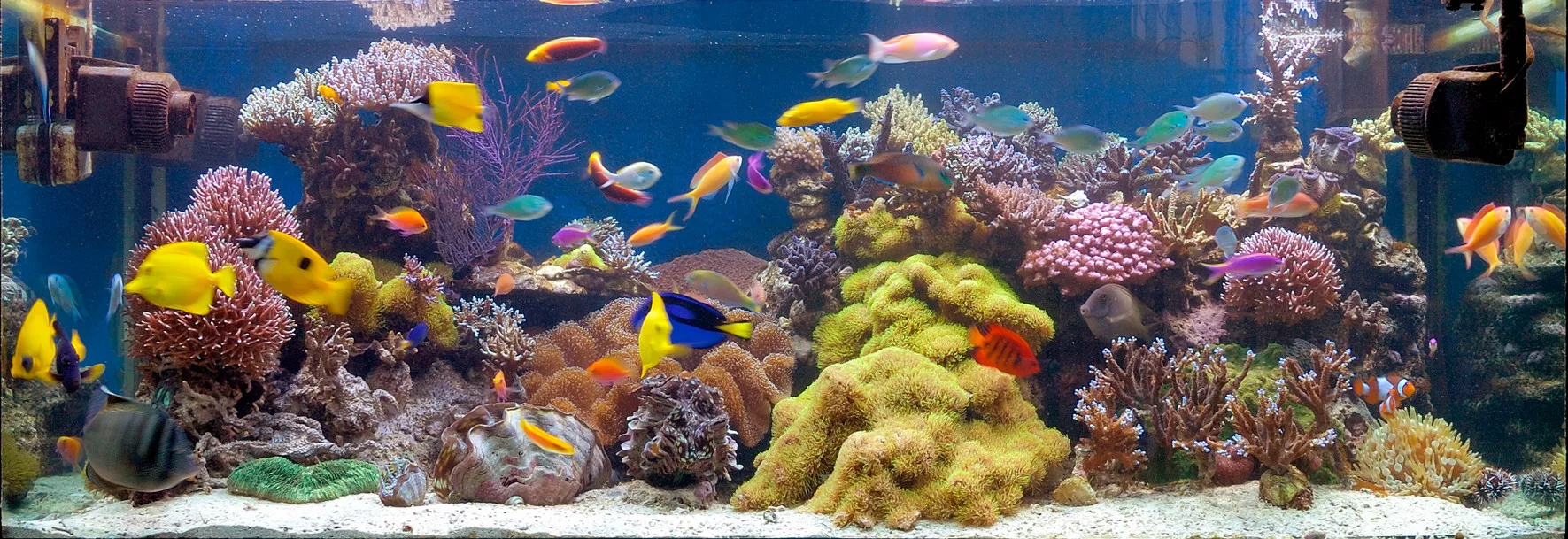 Saltwater fish at feeding time