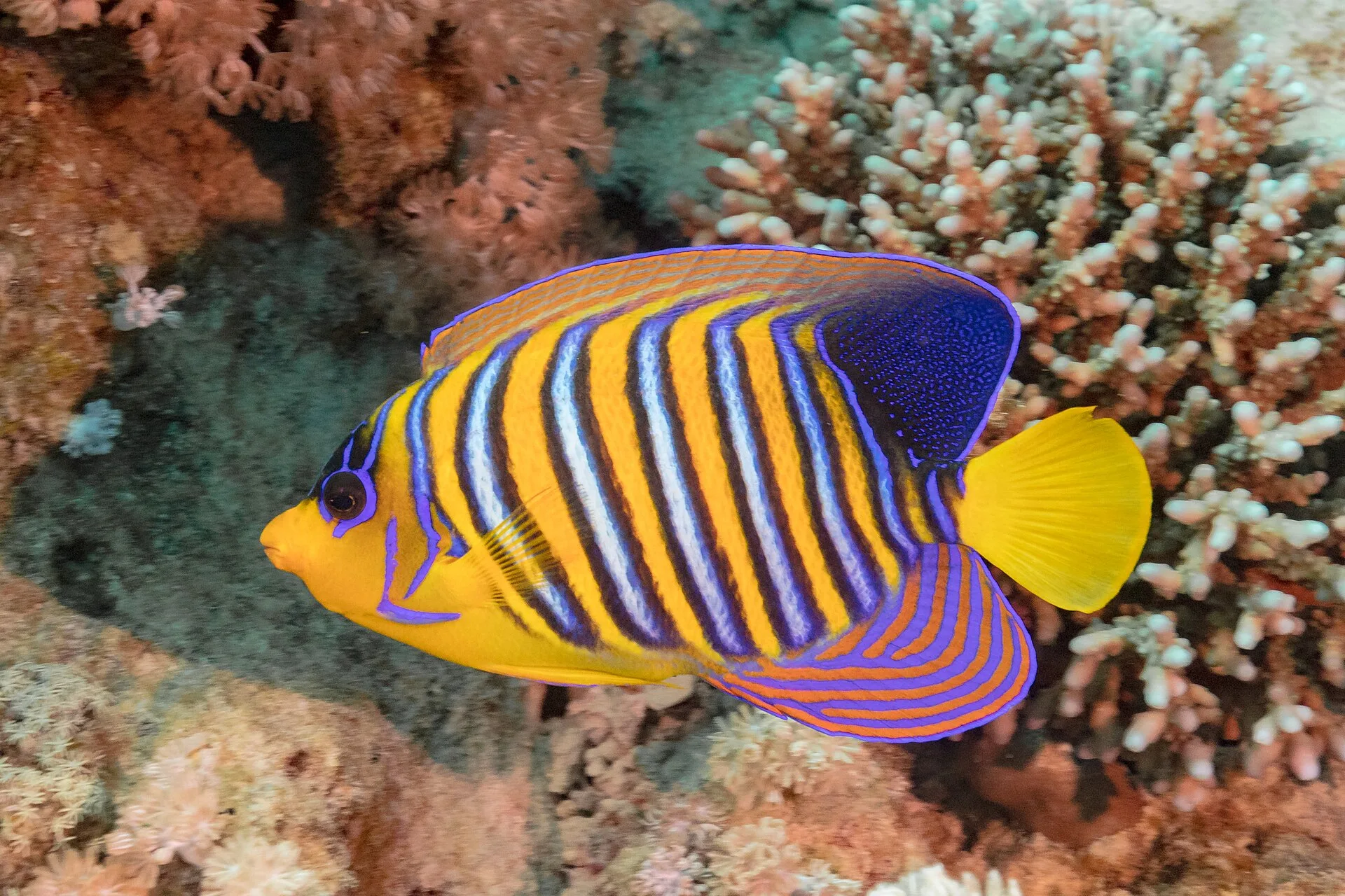 Regal Angelfish aquarium photo