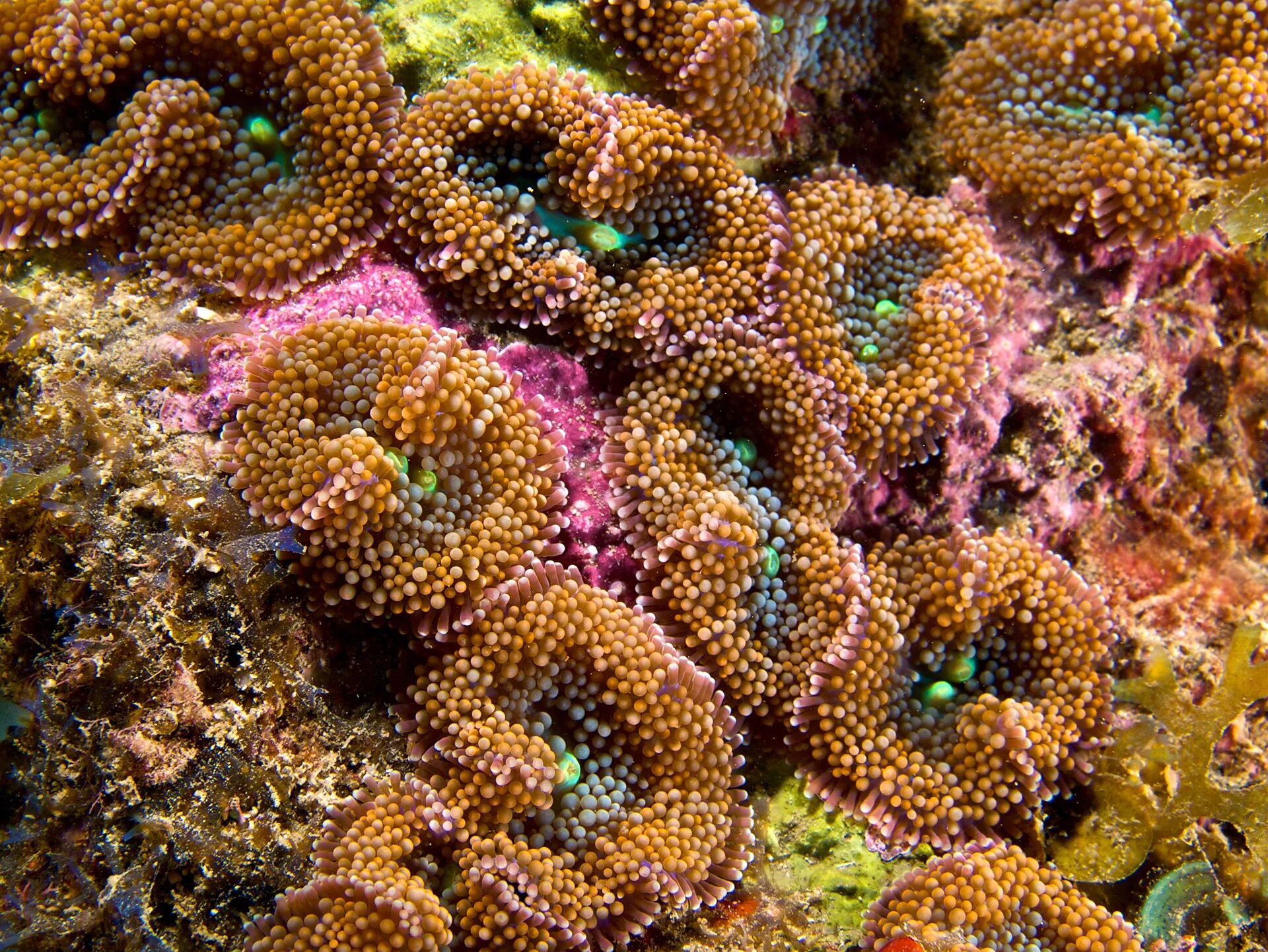 Close view of Ricordea (Ricordea florida)