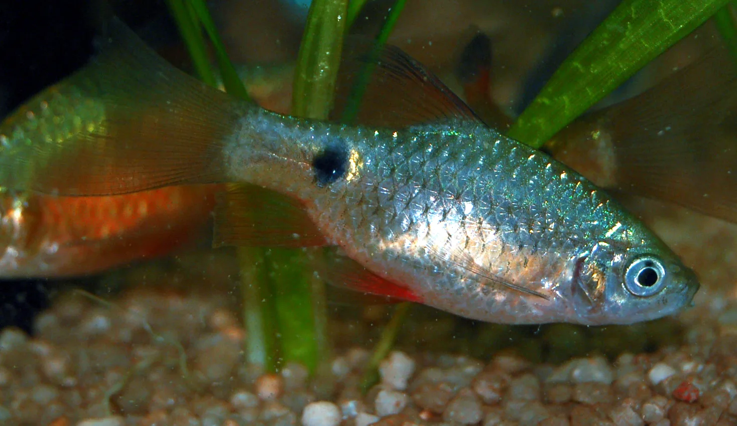 Rosy Barb aquarium photo