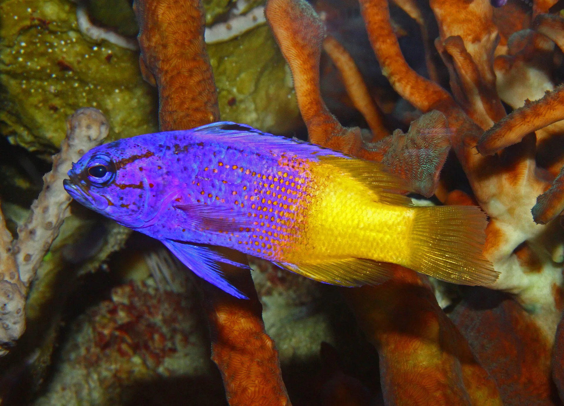Royal Gramma aquarium photo