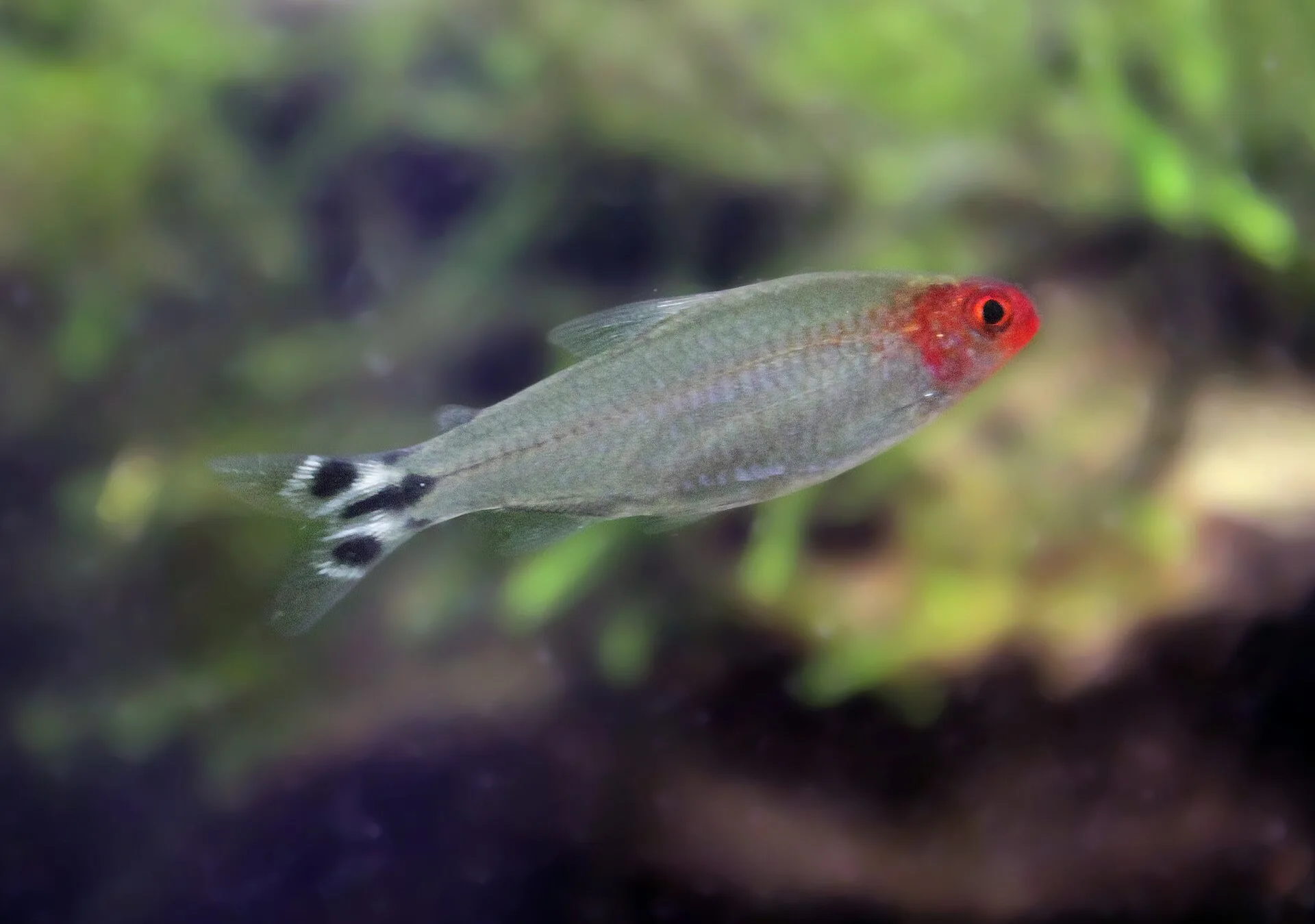 Close view of Rummynose Tetra (Hemigrammus rhodostomus)