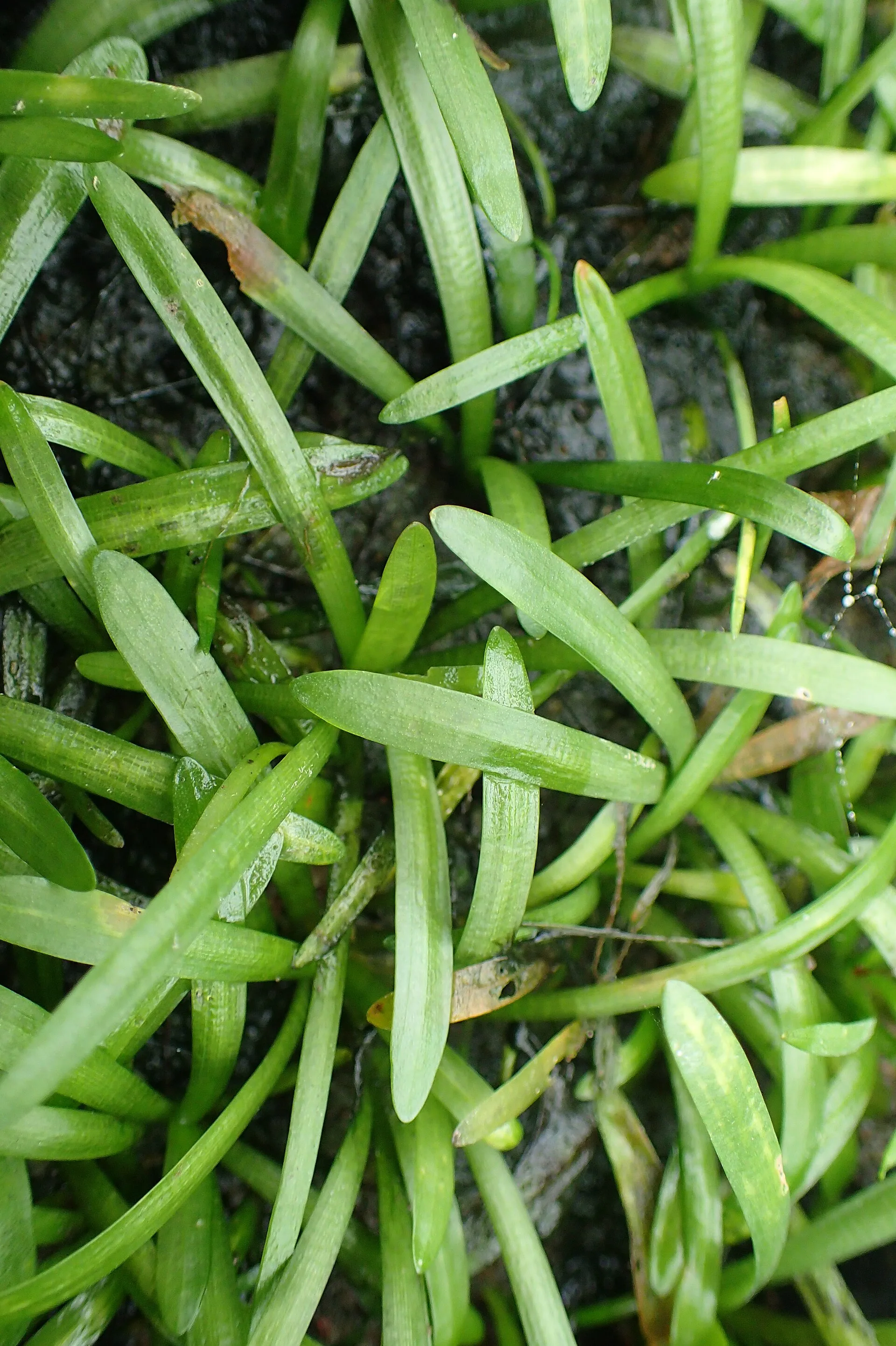 Dwarf Sagittaria aquarium plant