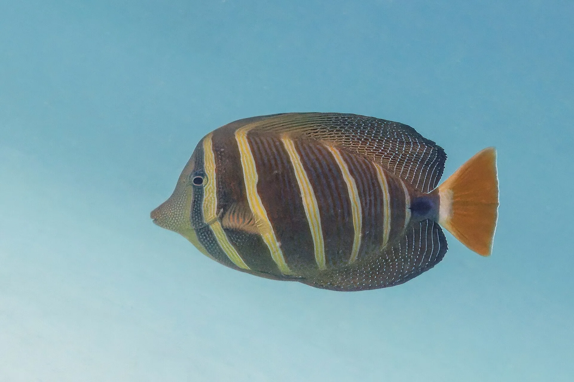 Sailfin Tang aquarium photo